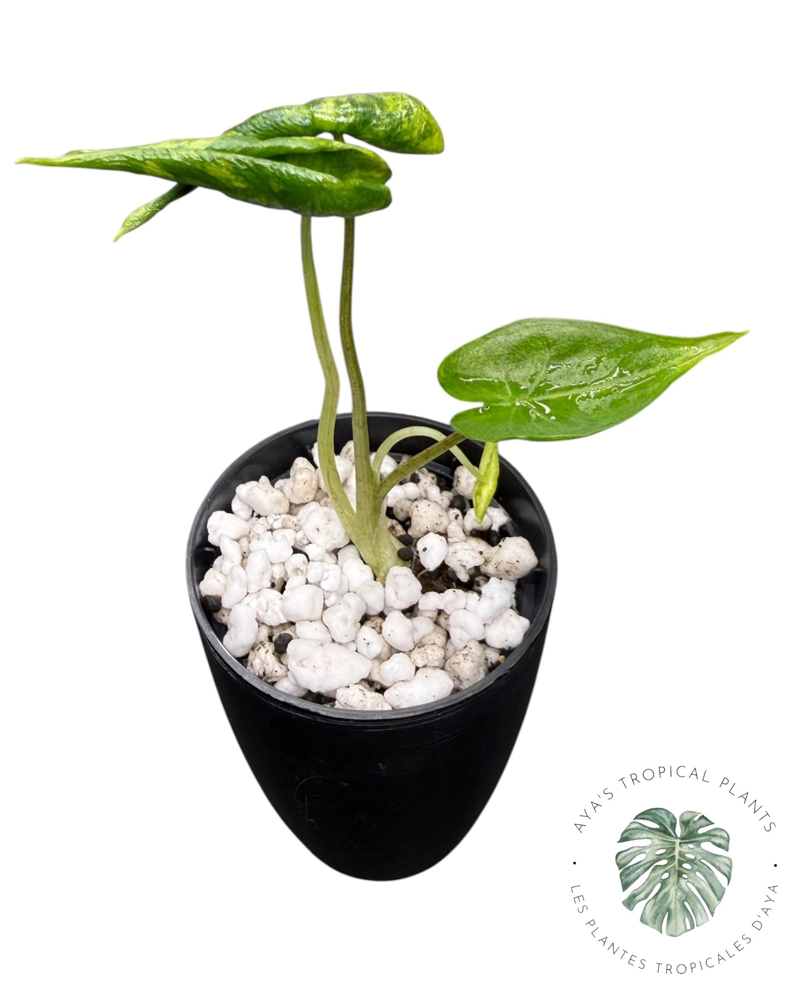 Alocasia Macrorrhizos ‘Shock Treatment’ Variegated