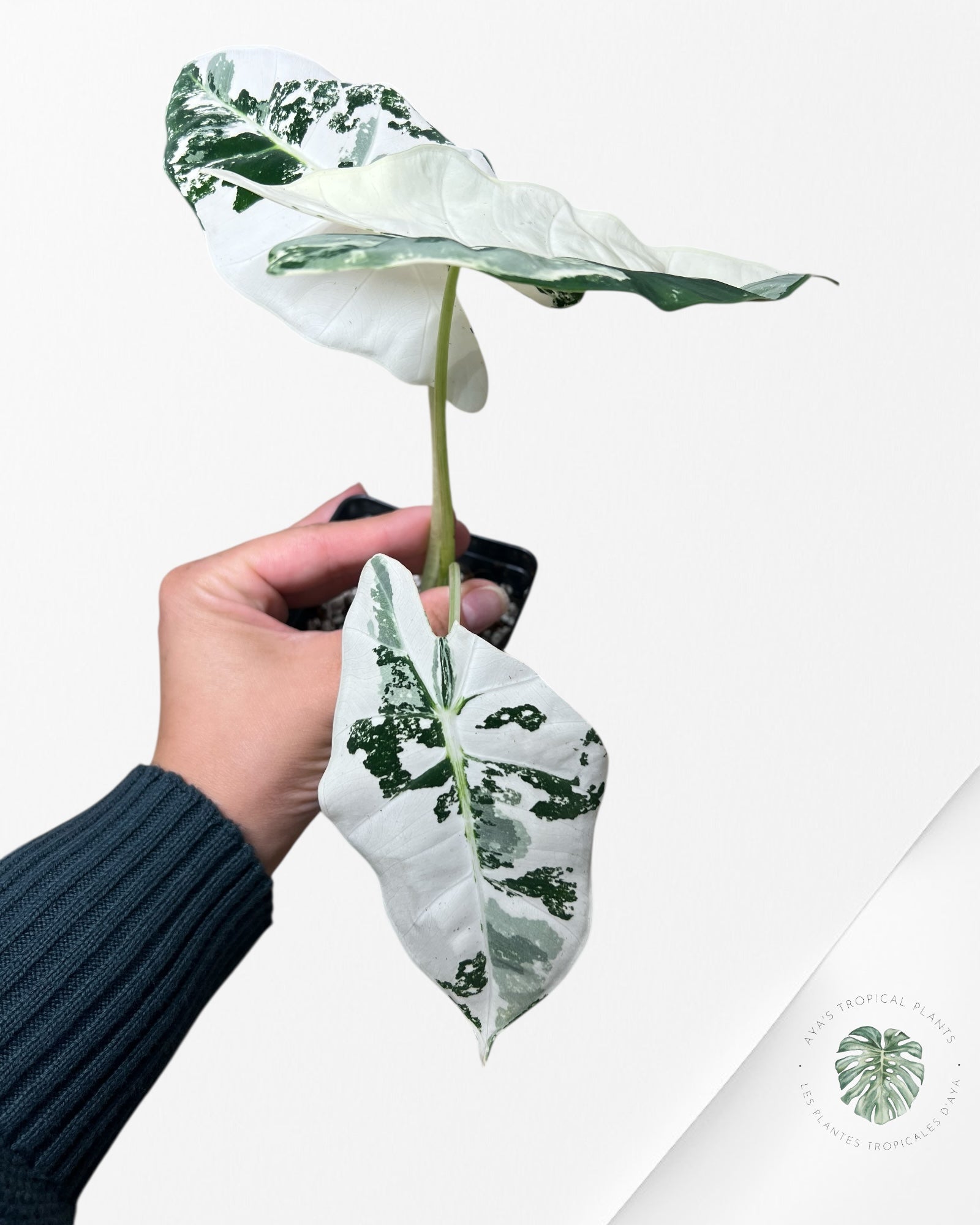 Alocasia Frydek Panaché - 93