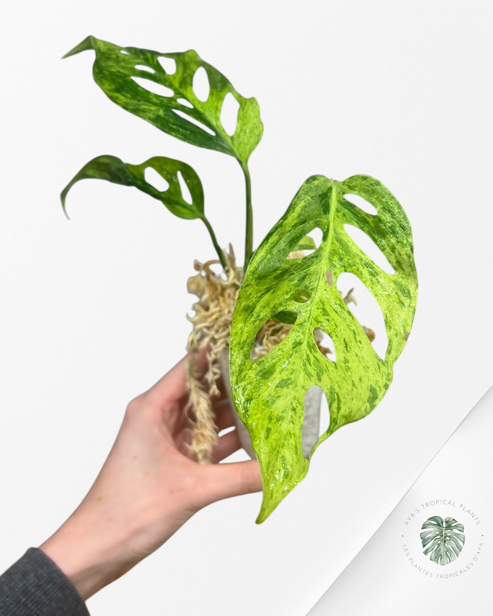 Monstera Frozen Freckles- P1