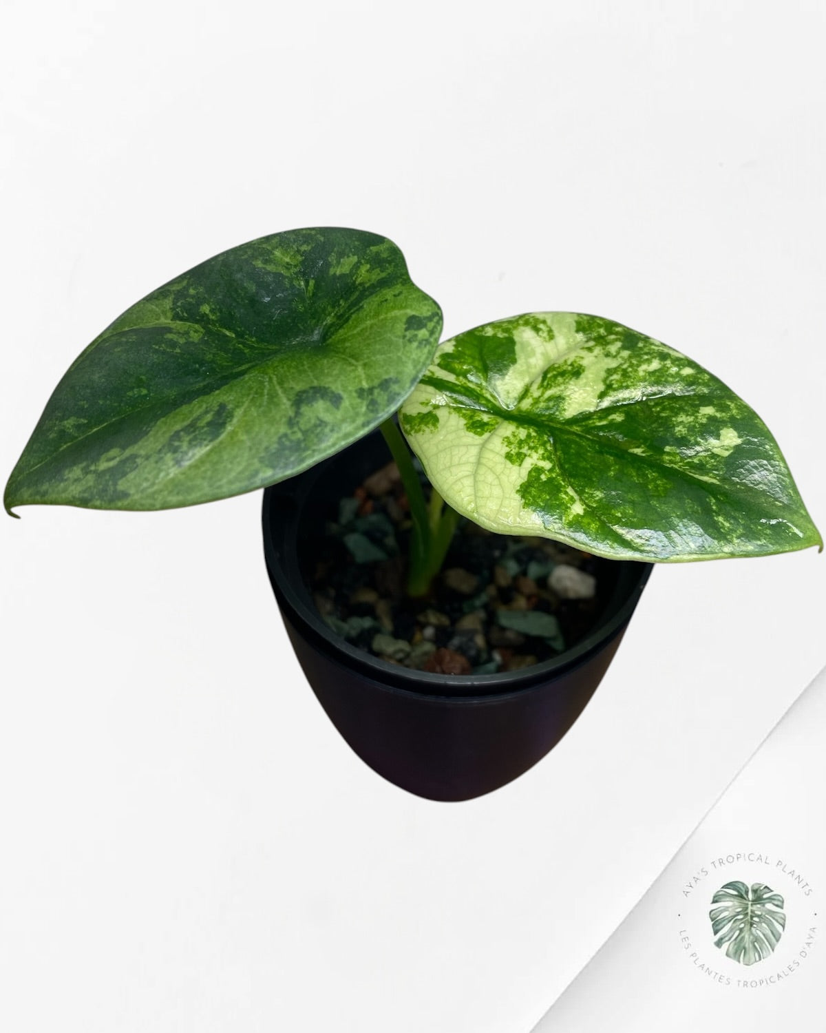 Alocasia Sinuata Albo Variegated