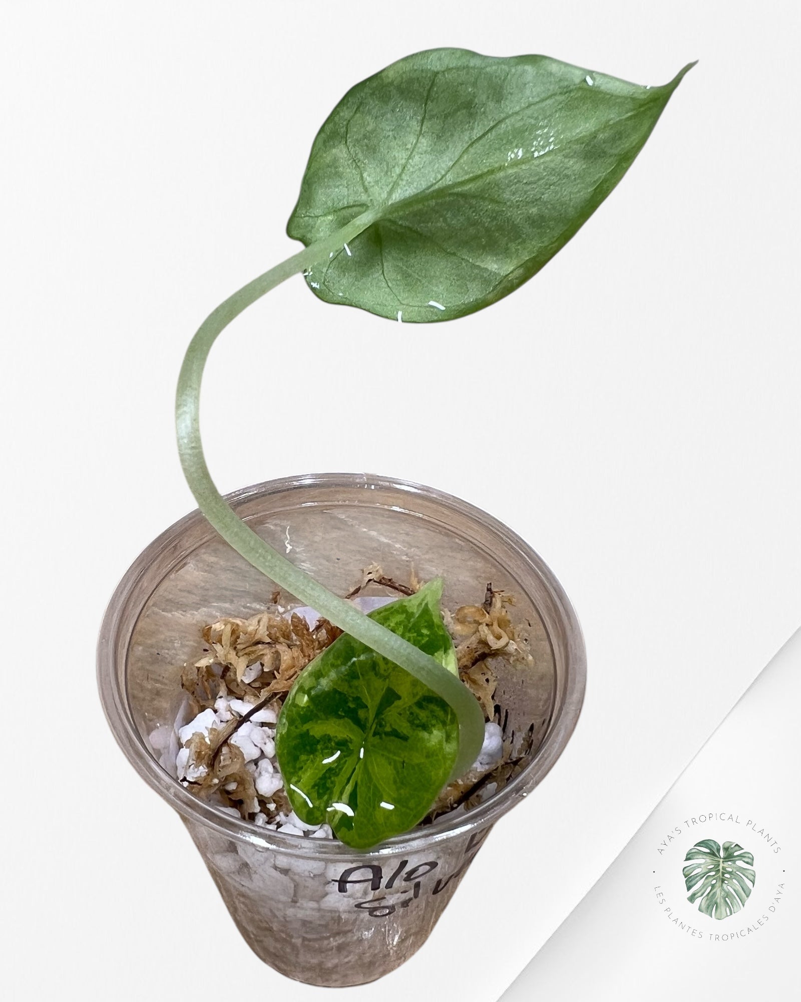 Alocasia Silver Dragon Variegated (Aurea) - TC30