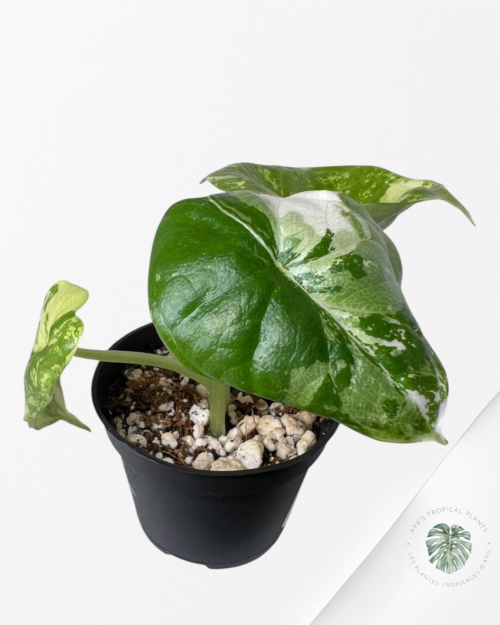 Alocasia Dragon Scale Variegated Albo ( Grade A) - TC1