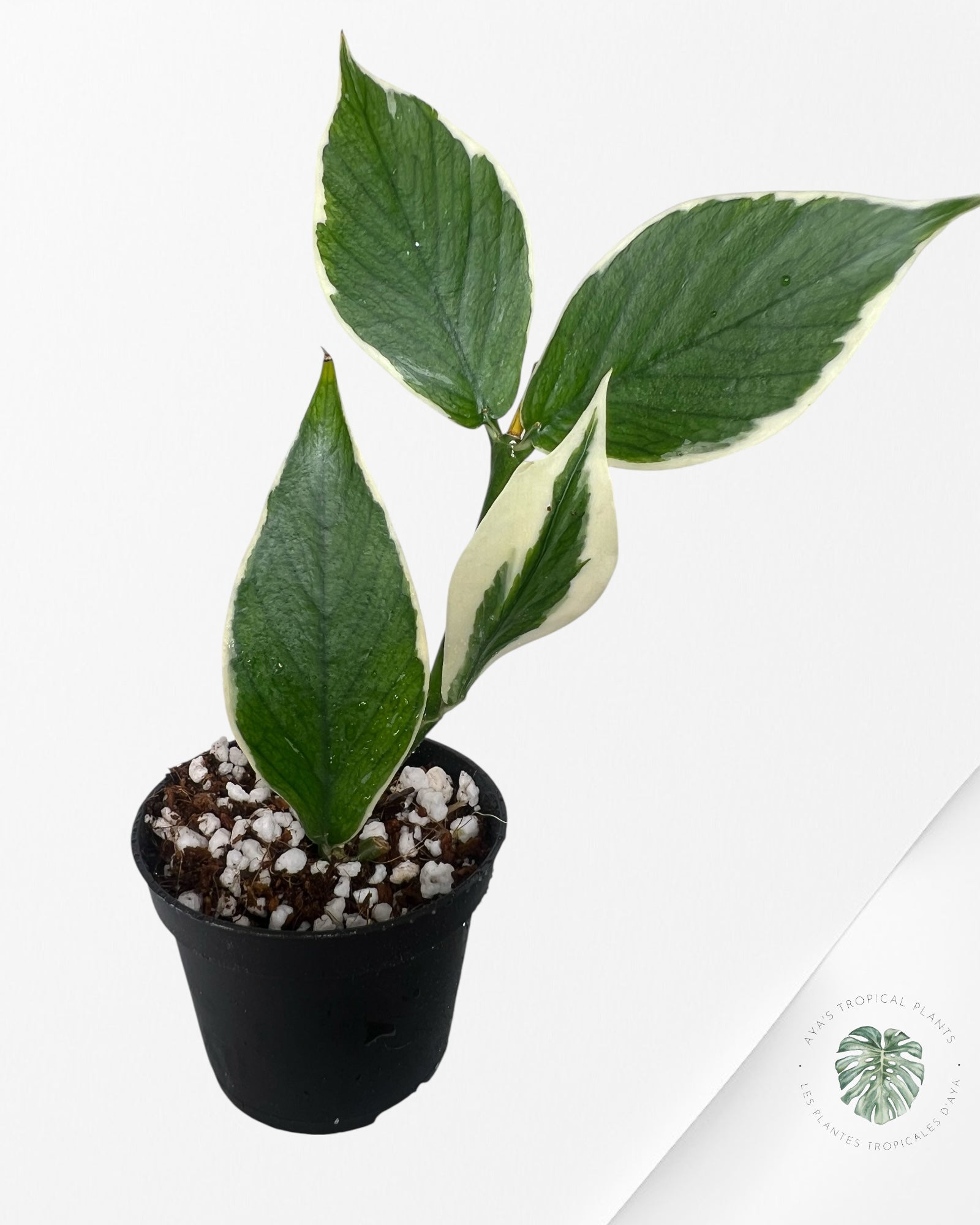 Hoya Polyneura Albo Panaché - HPB