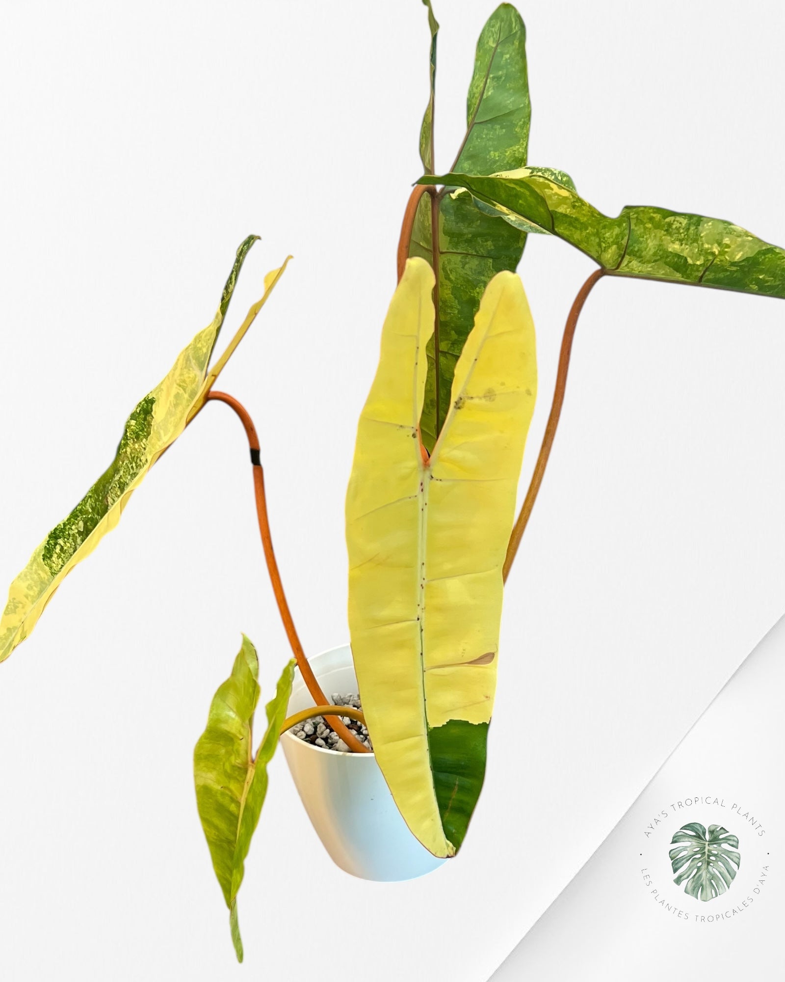 Philodendron Billietiae Variegated-PBV1
