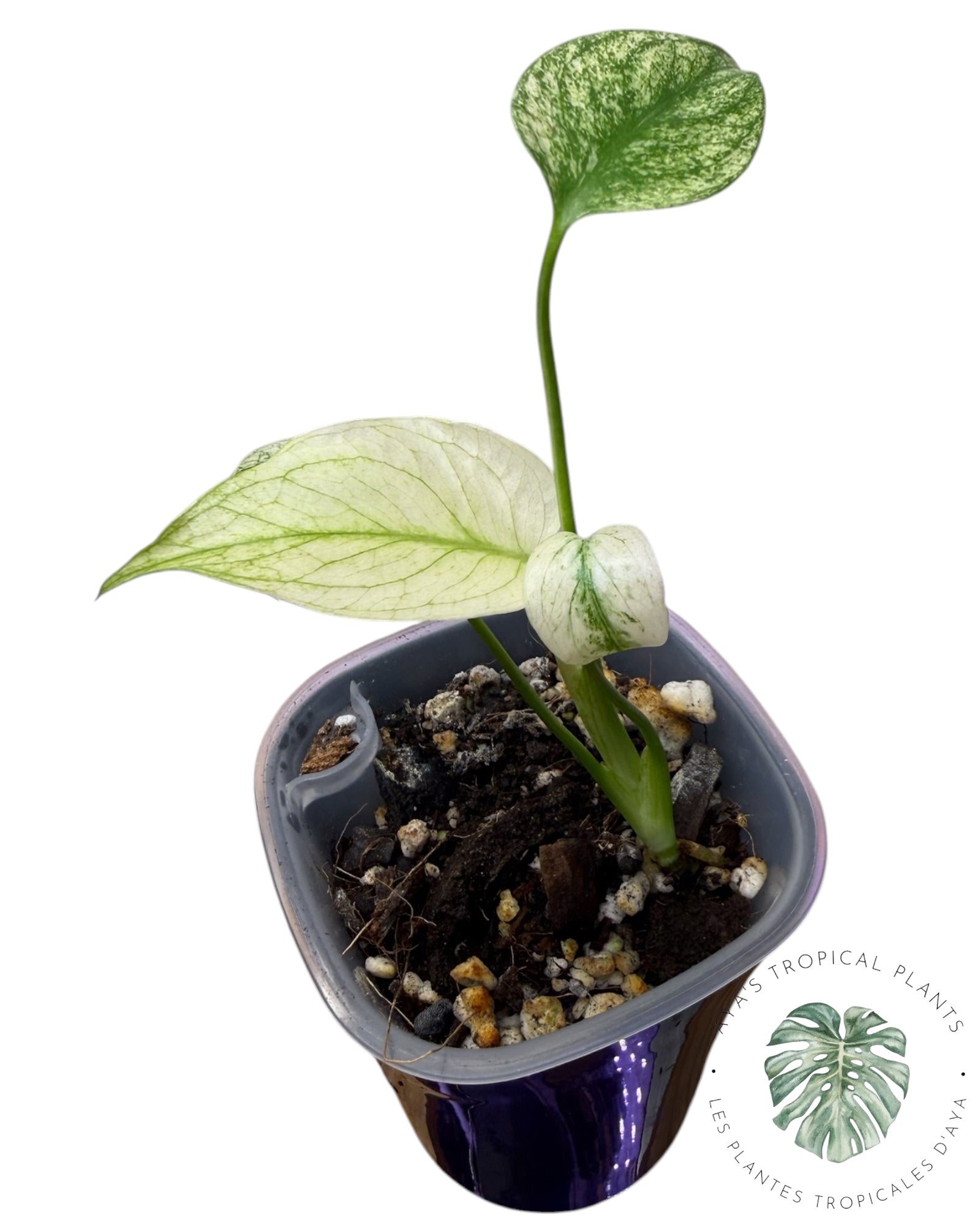 Monstera White Monster