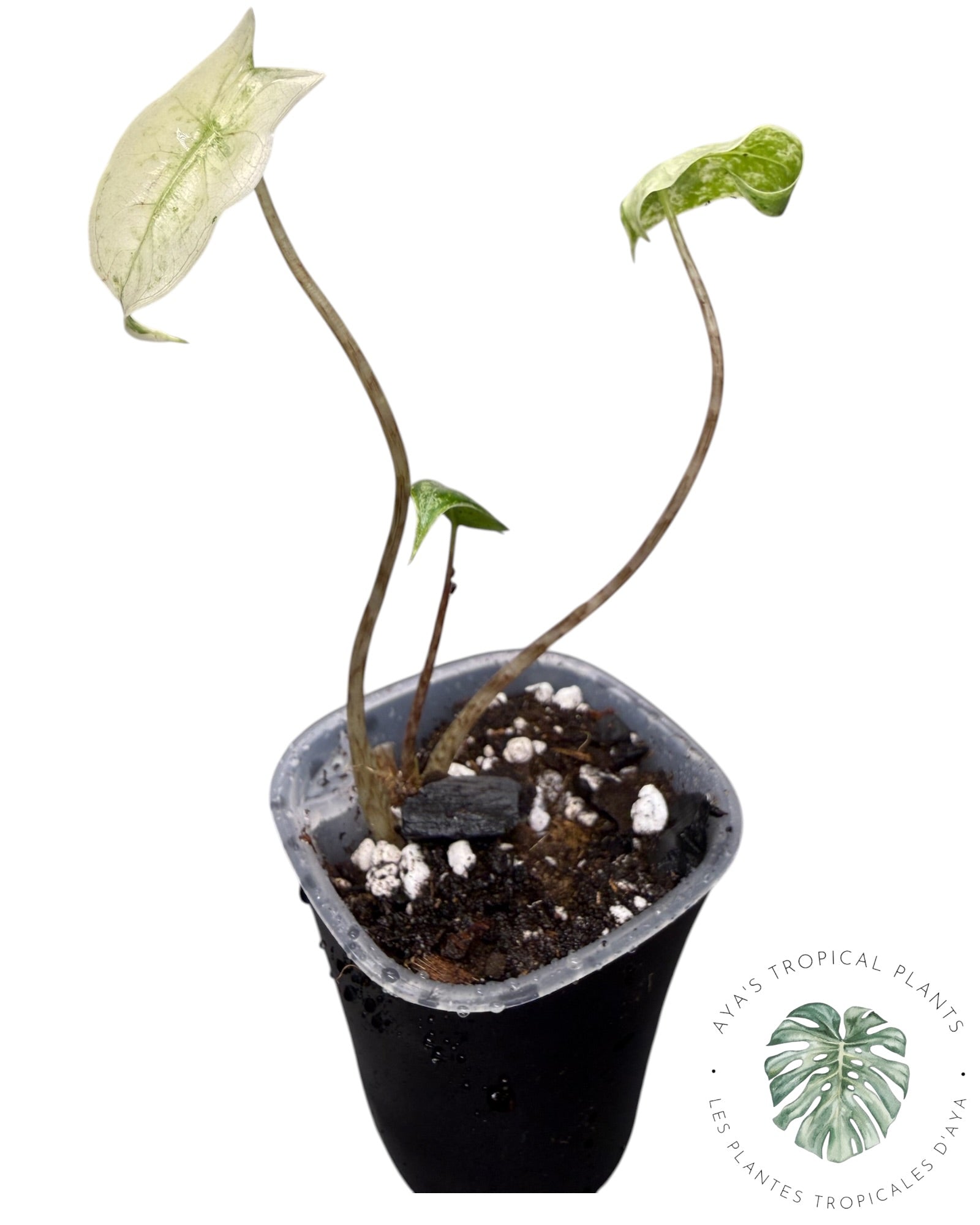 Alocasia Zebrina Mint