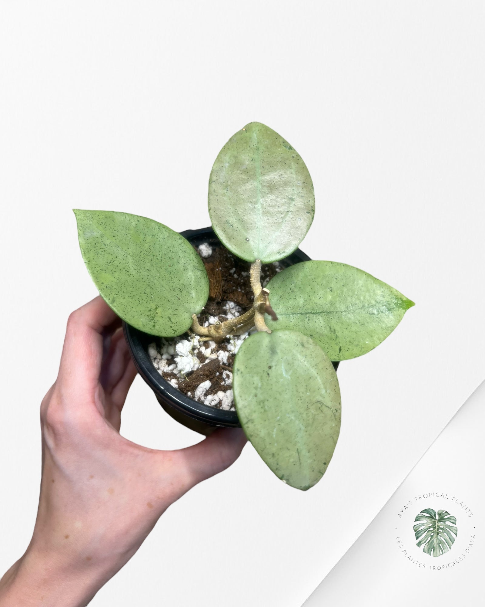 Hoya verticillata 'Silver Heart' - T4