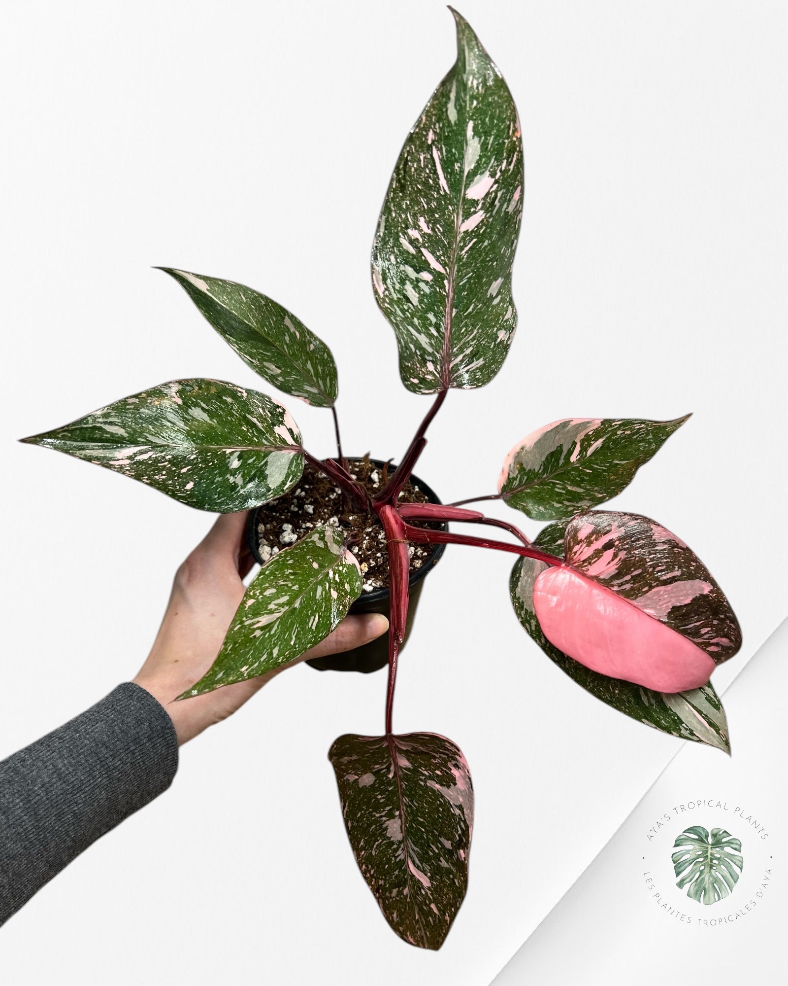 Philodendron Pink Galaxy - T3