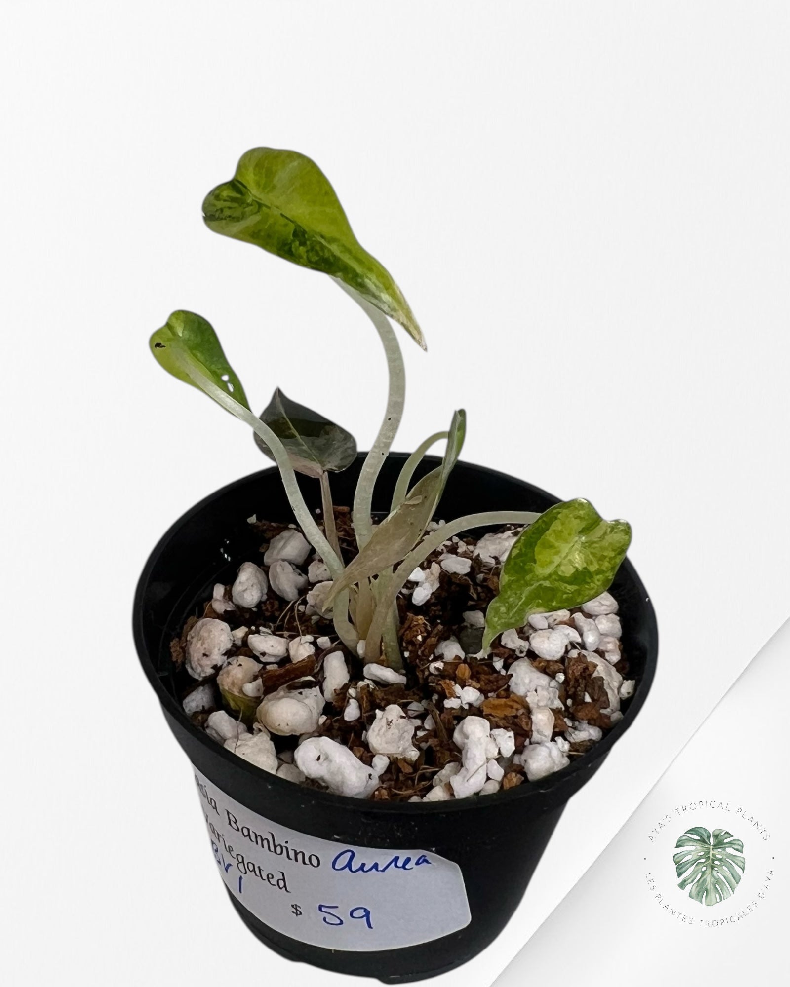 Alocasia Bambino Variegated (Aurea) - BV1