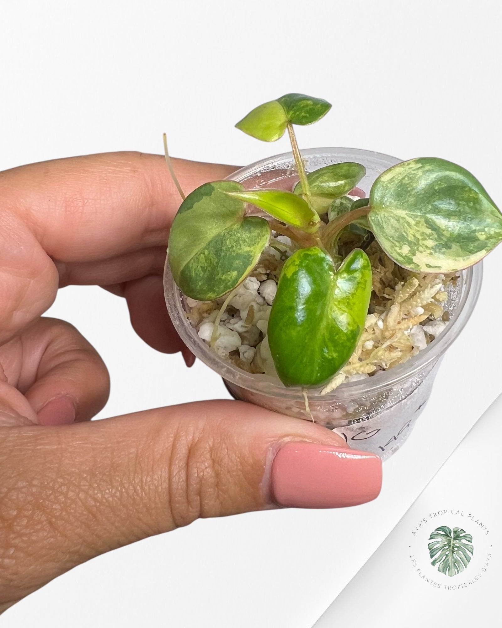 Philodendron Billietiae Variegated - TC5