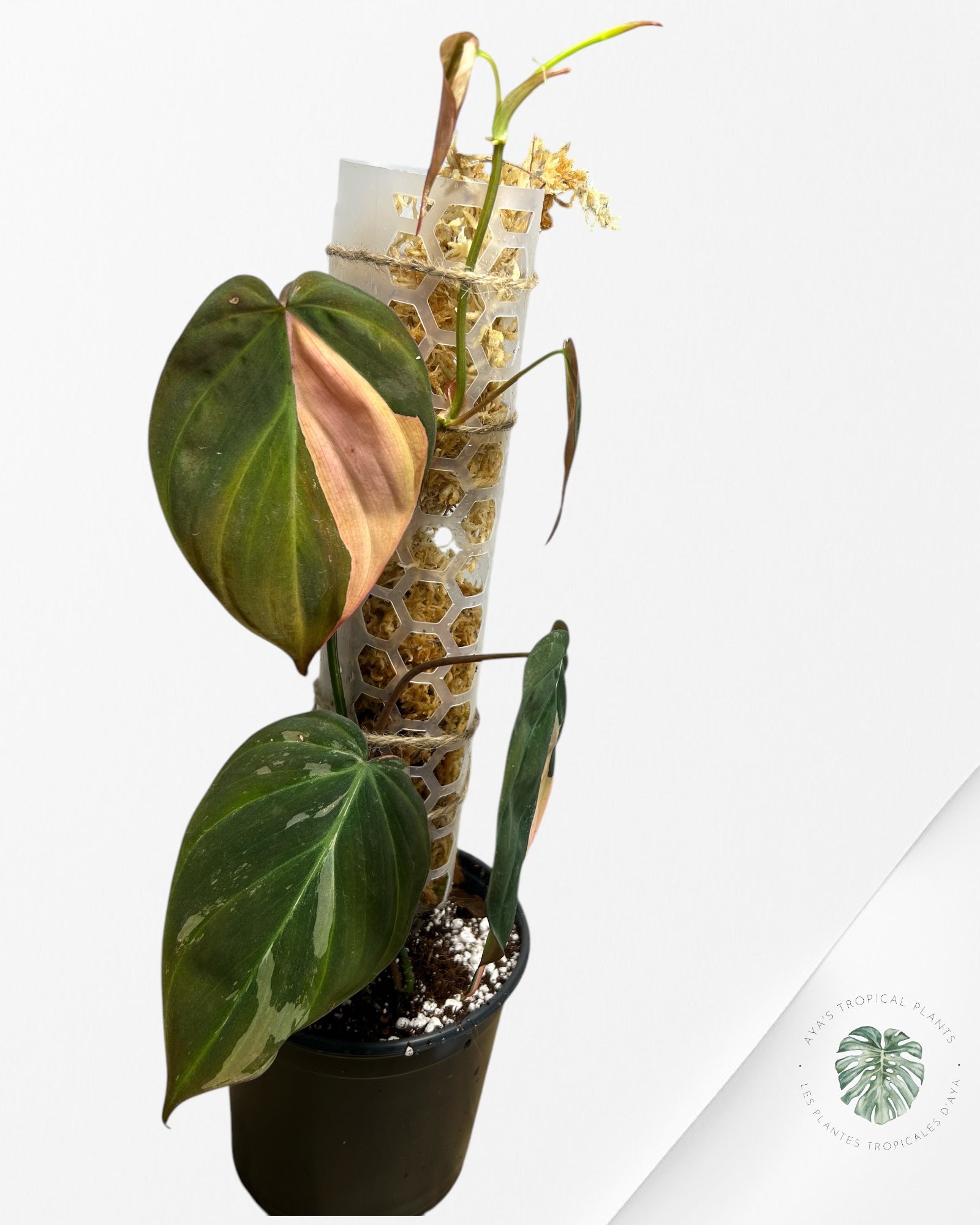 Philodendron Pink Micans PPM06