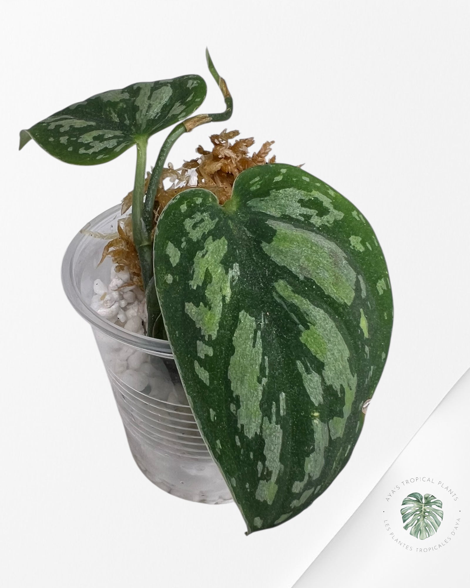 Scindapsus Dark Tricolor - DT1
