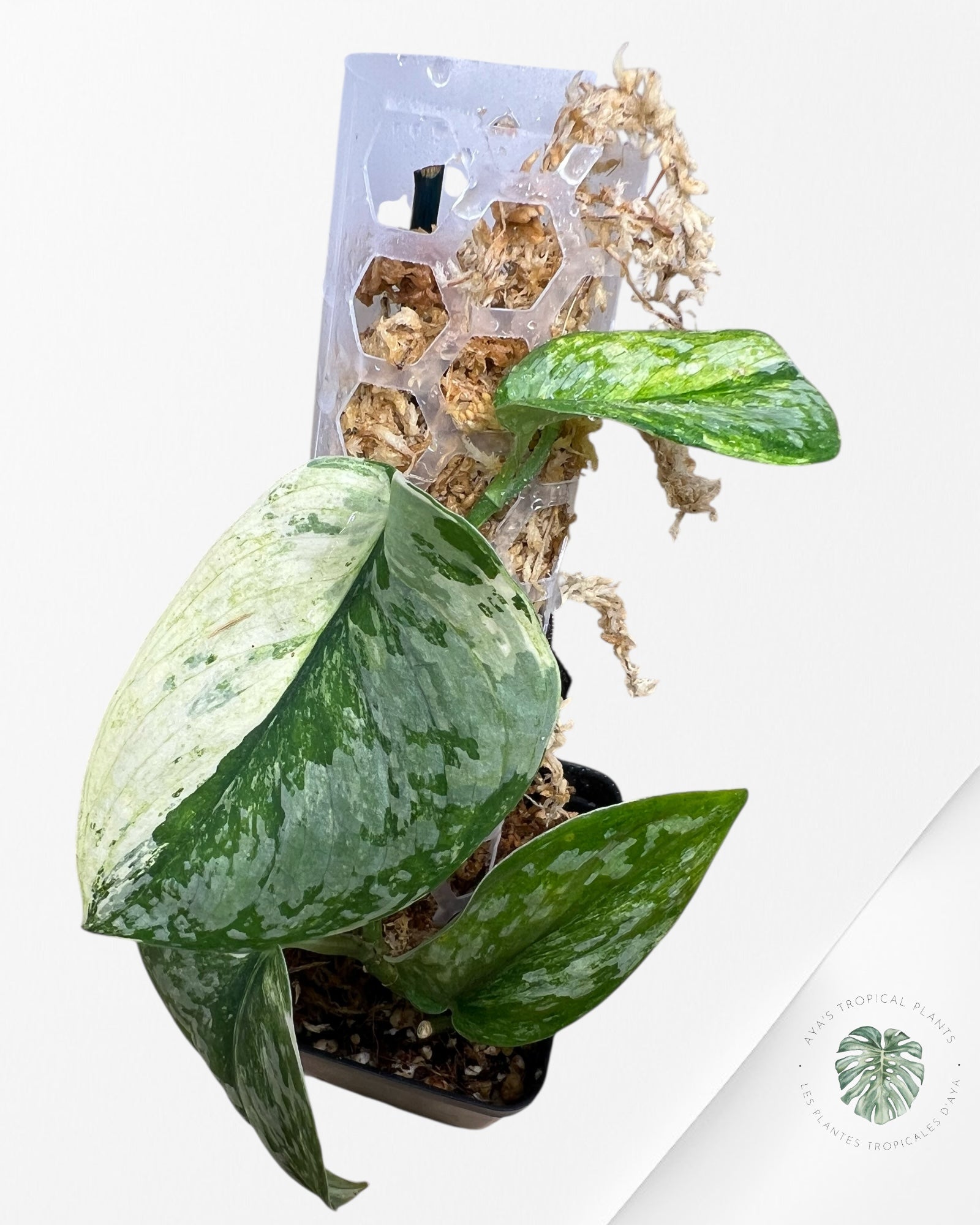 Scindapsus Prabu - EXP08