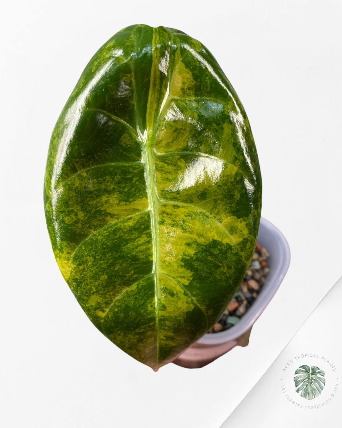 Alocasia Sedenii Aurea Variegated