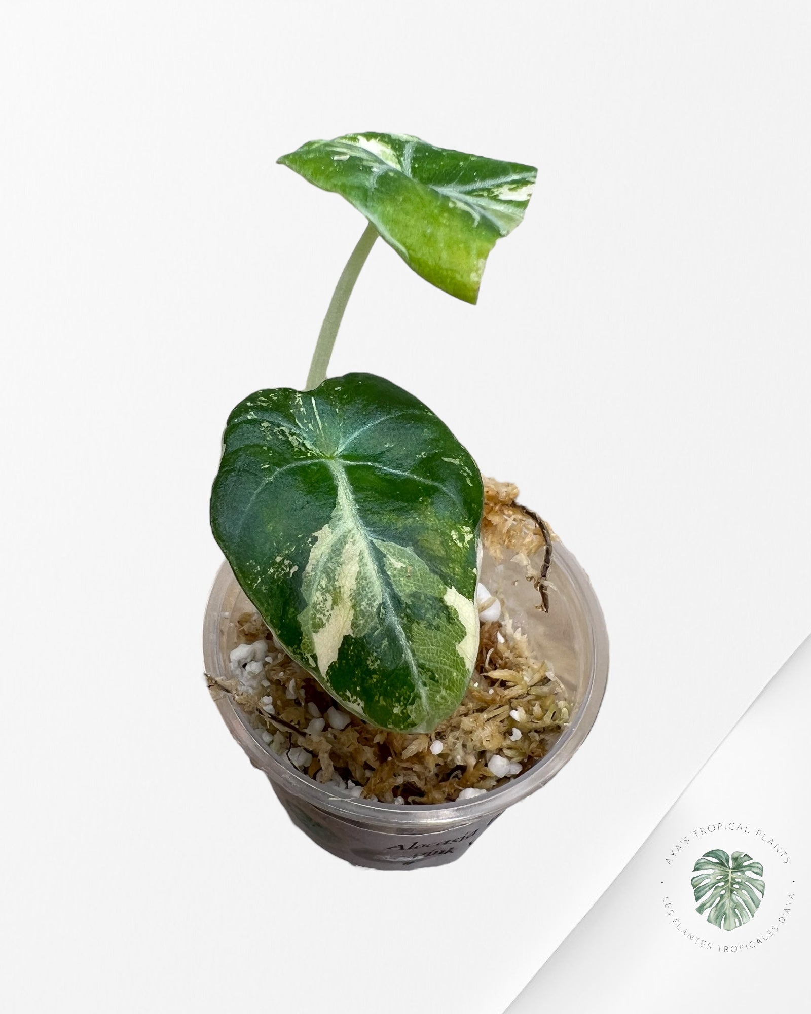 Alocasia Black Velvet Pink Variegated - 22