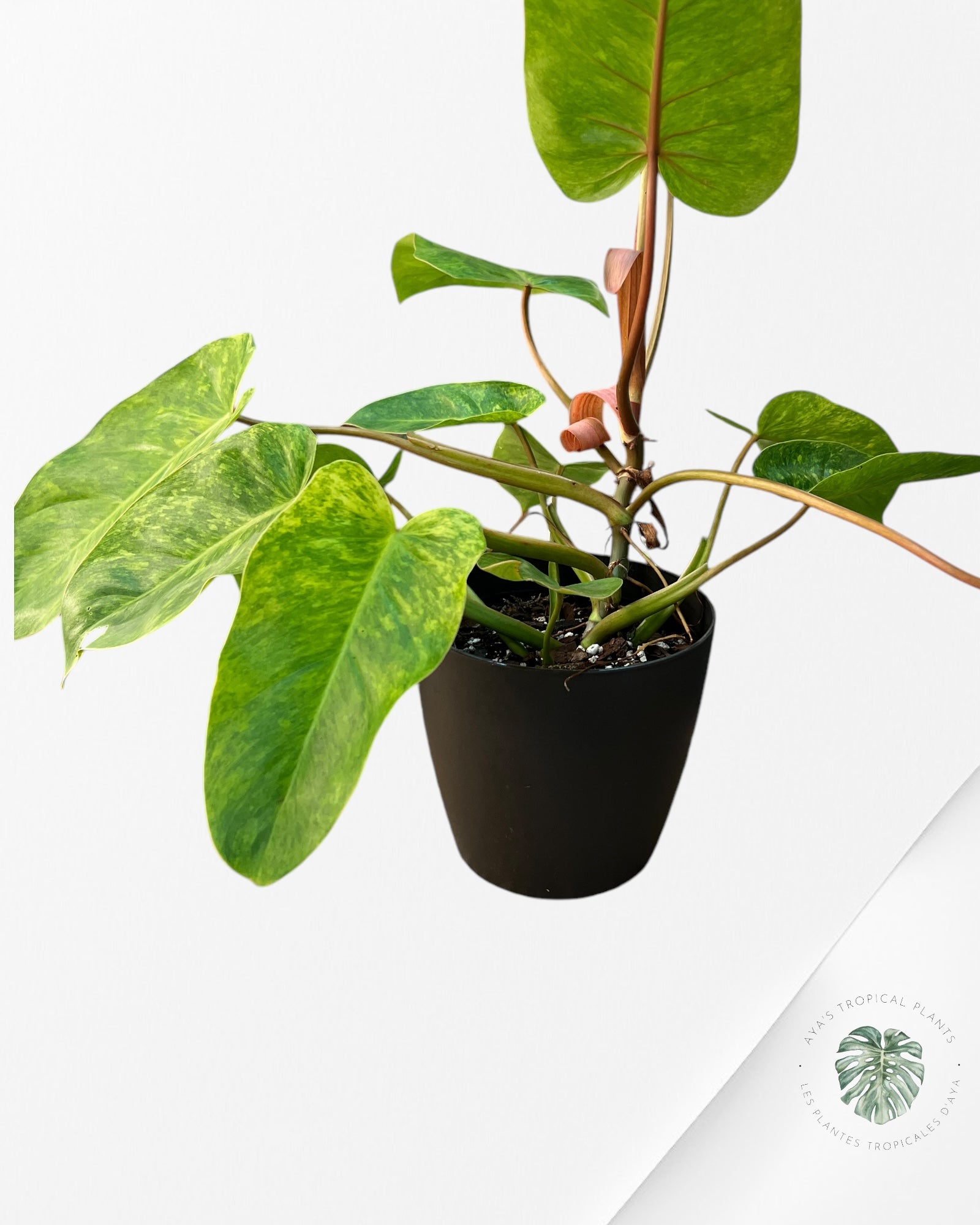 Plant pot (cache pot) 16cm black mate