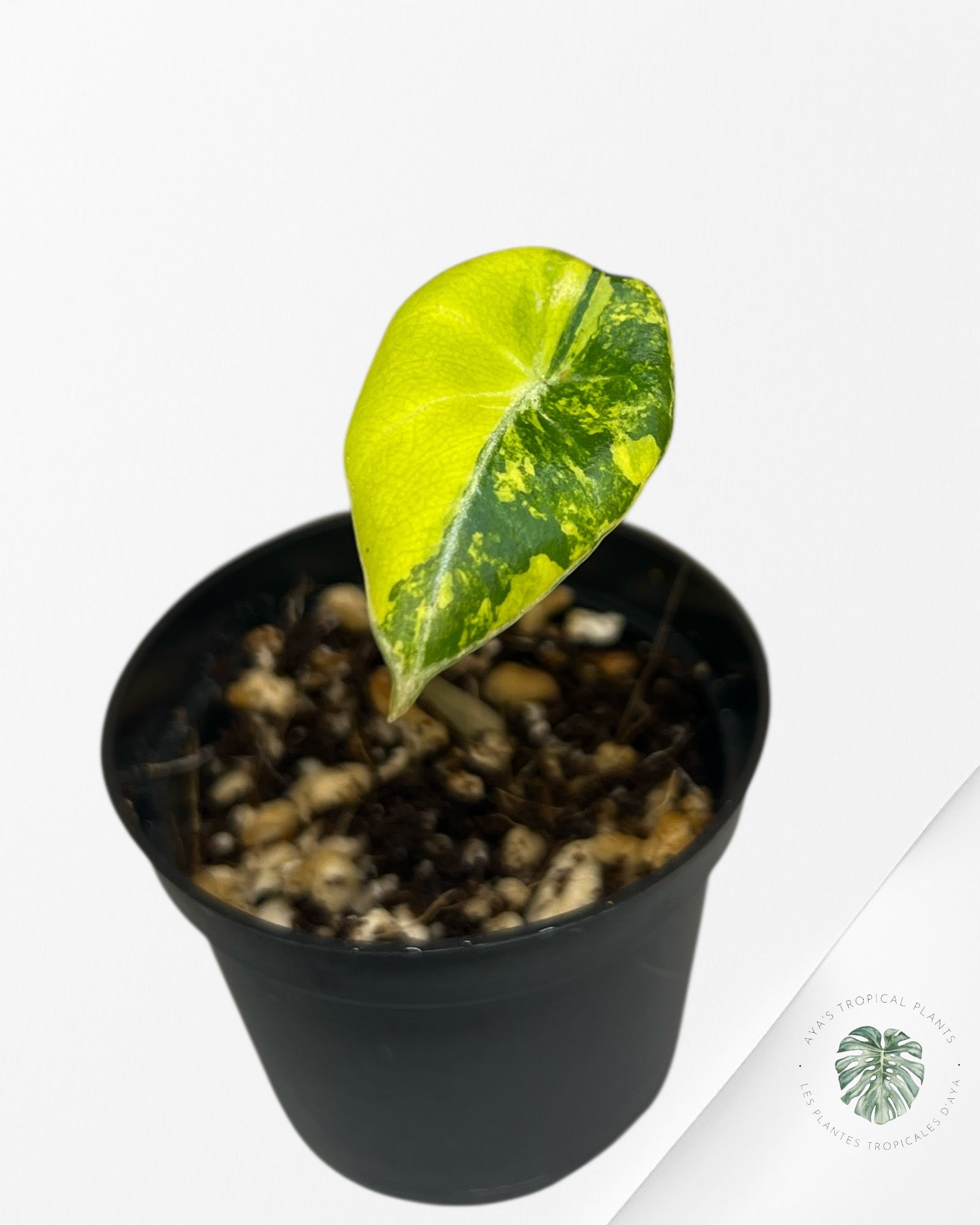 Alocasia Black Velvet Gold Variegata ( Aurea)-BG2