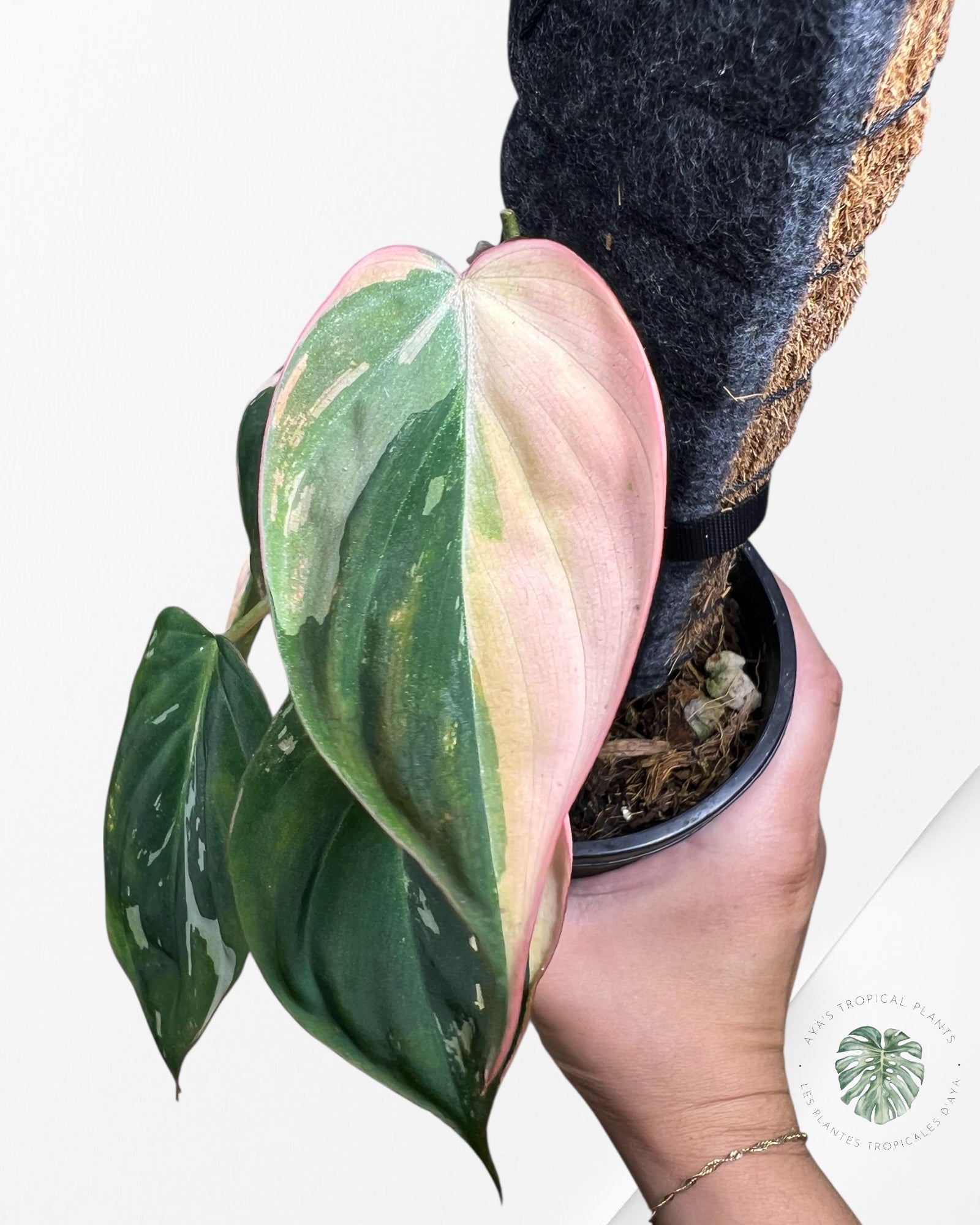 Philodendron Pink Micans variegated - F1