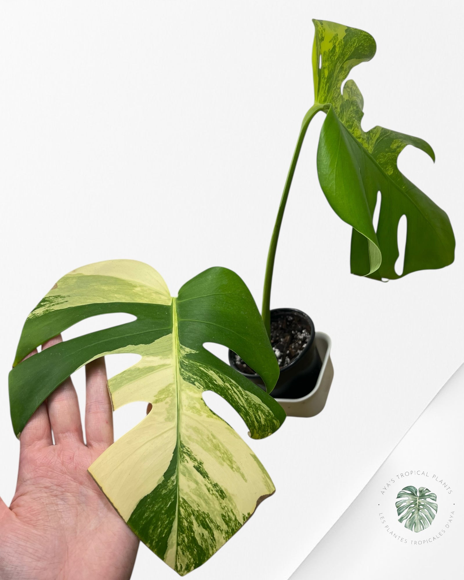 Monstera Aurea - VE2