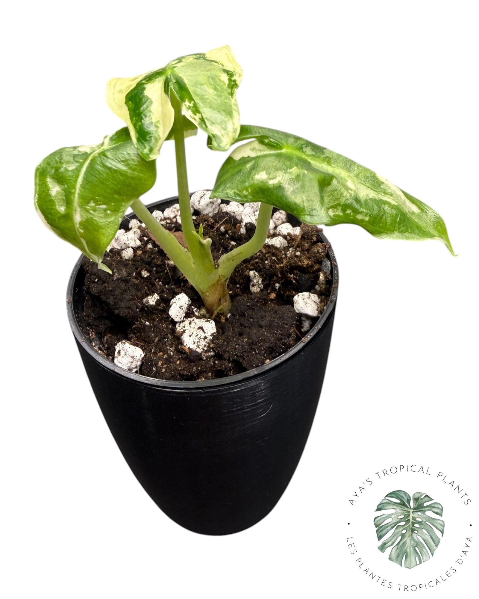 Alocasia Sarian Albo