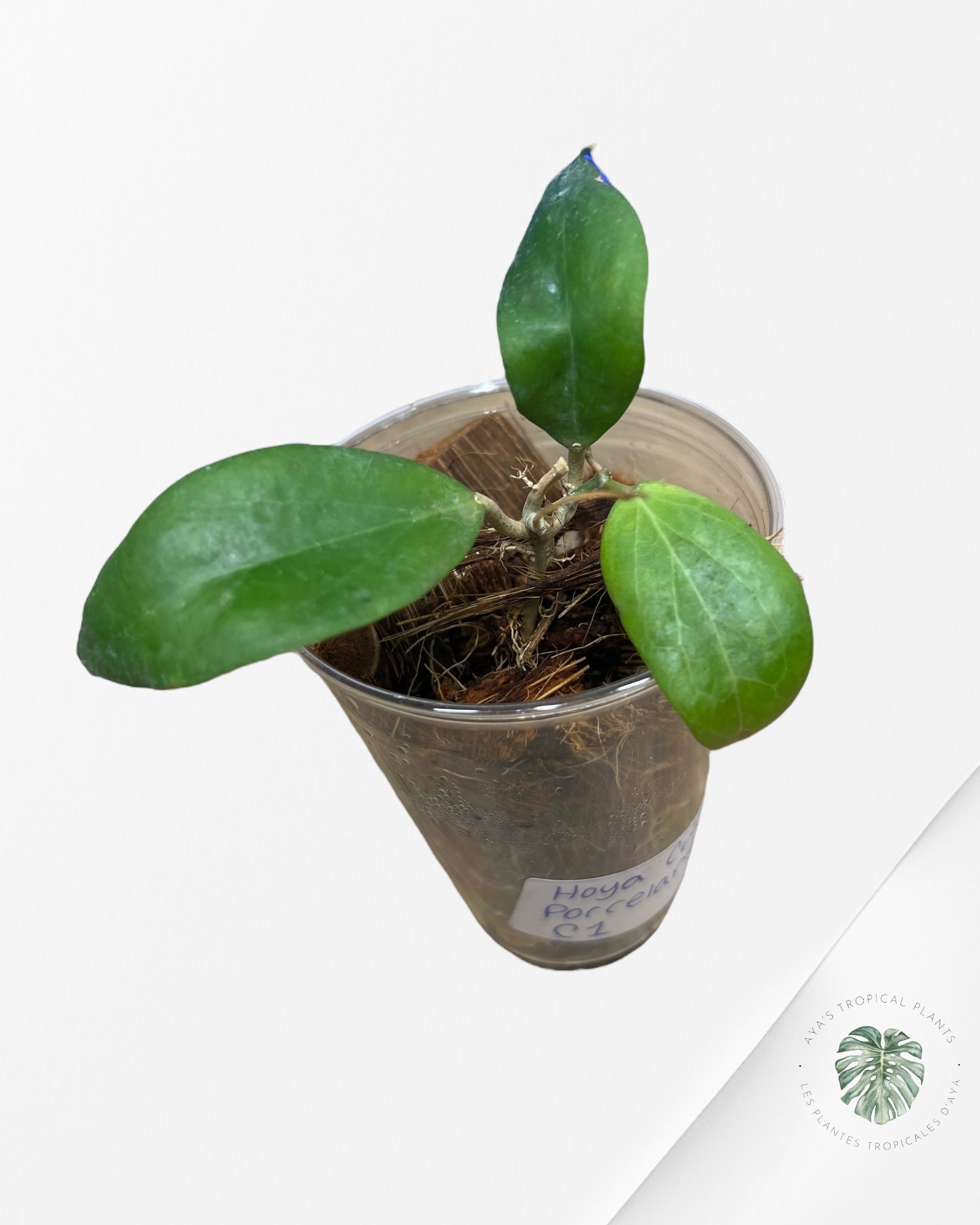 Hoya Cutis Porcelana -C1