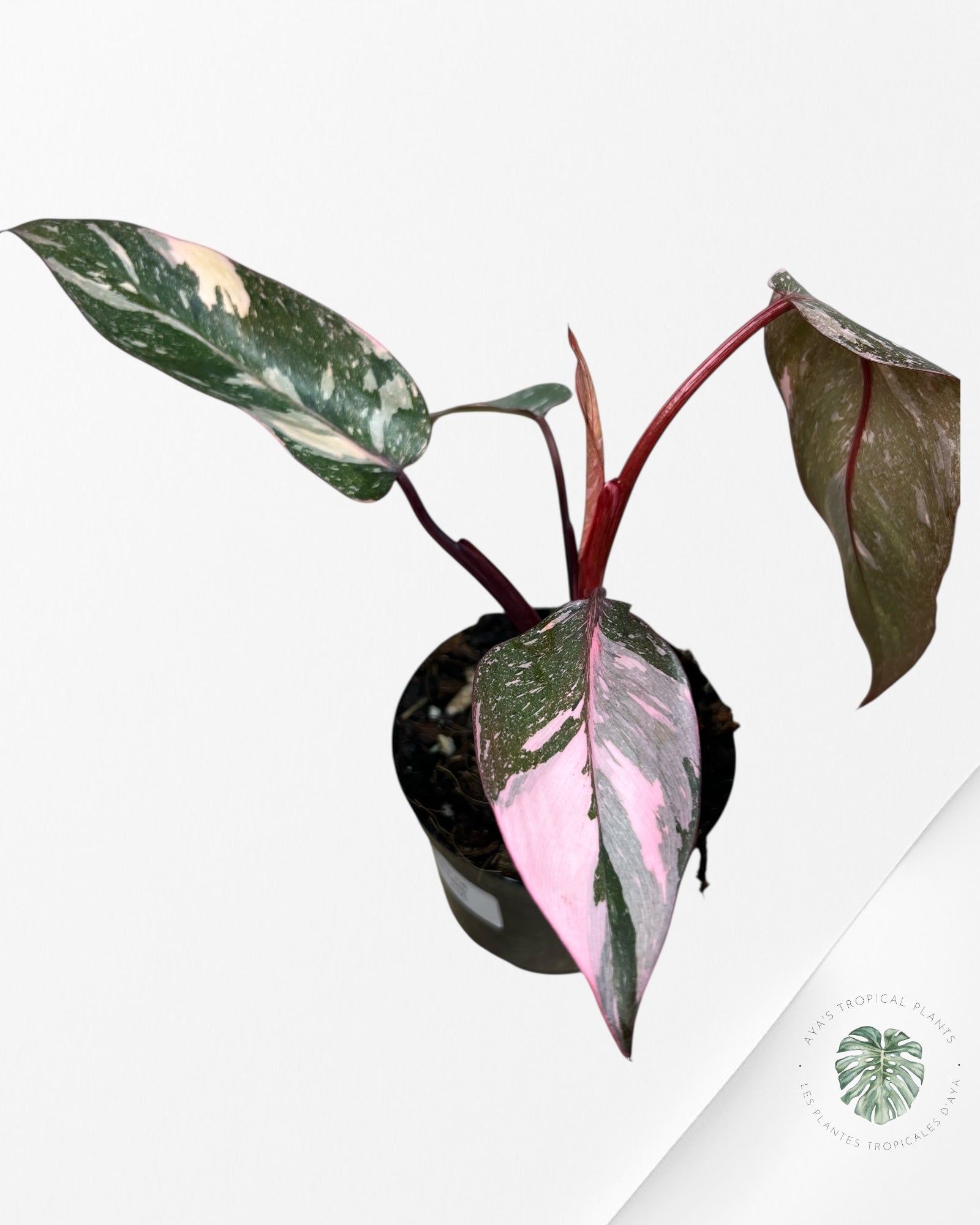 Philodendron 'Pink Princess Galaxy - F4