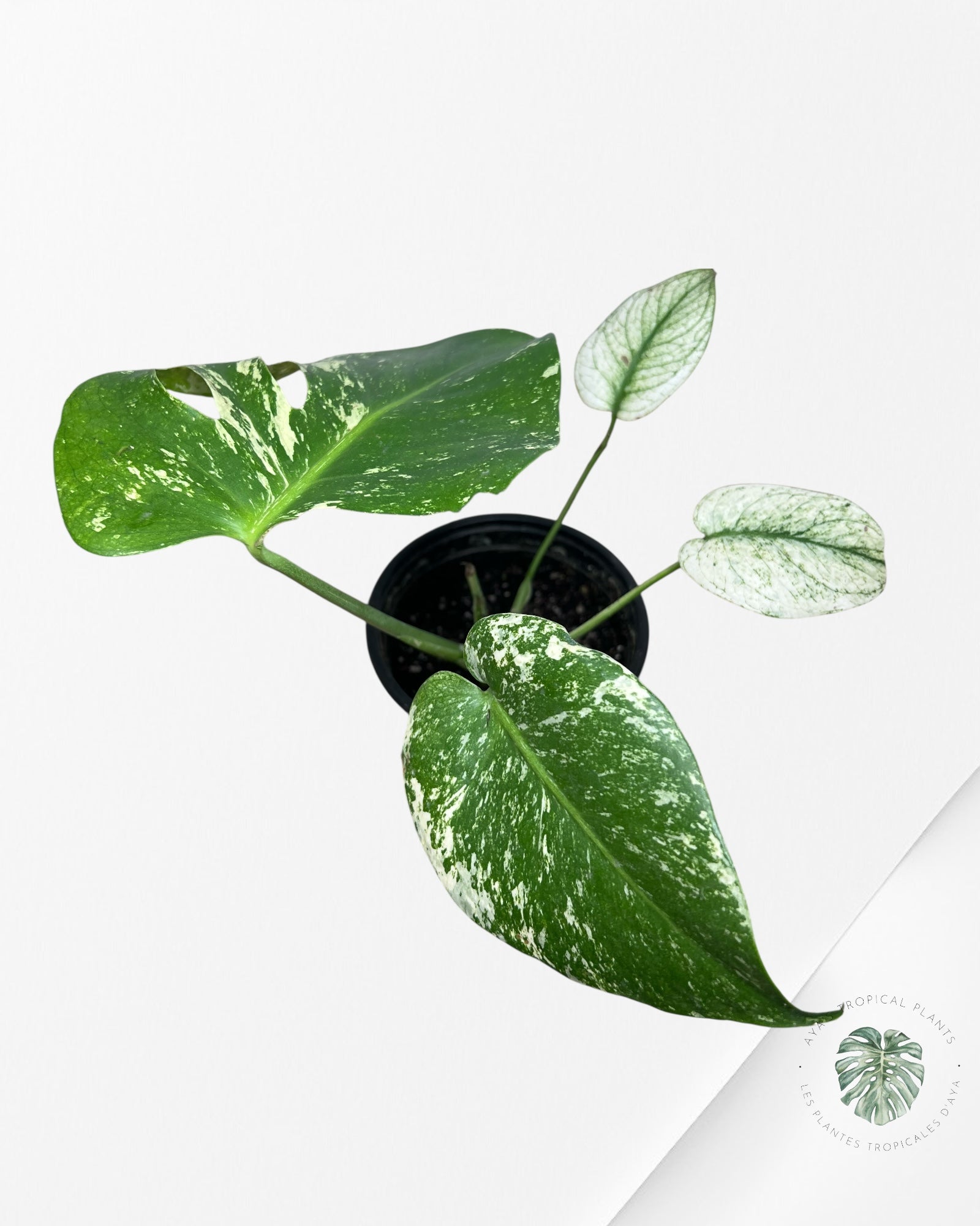 Monstera Mint - SP2