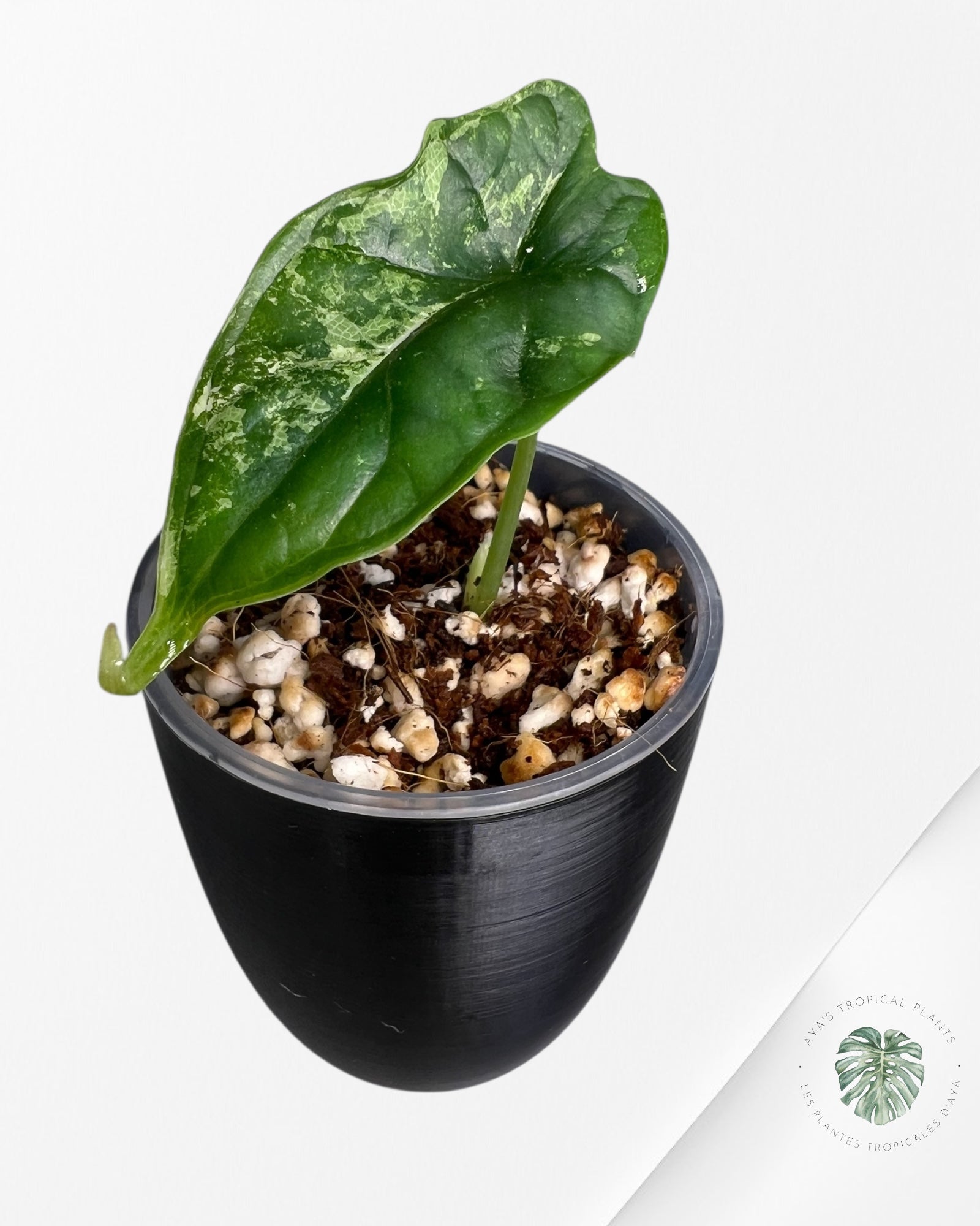 Alocasia Dragon Scale Aurea Variegated