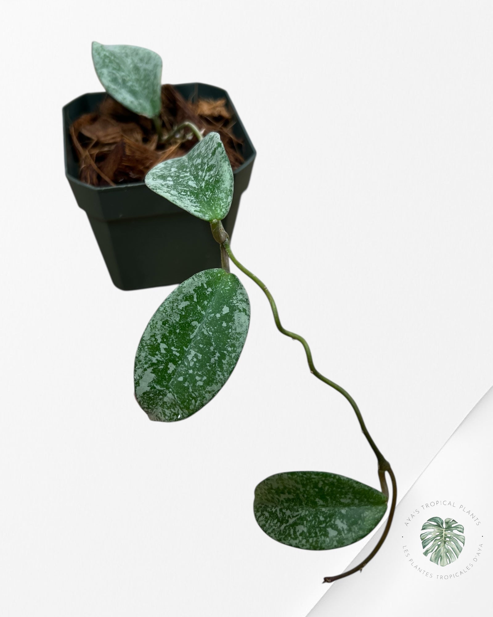 Hoya 'Nova Ghost' - SC1
