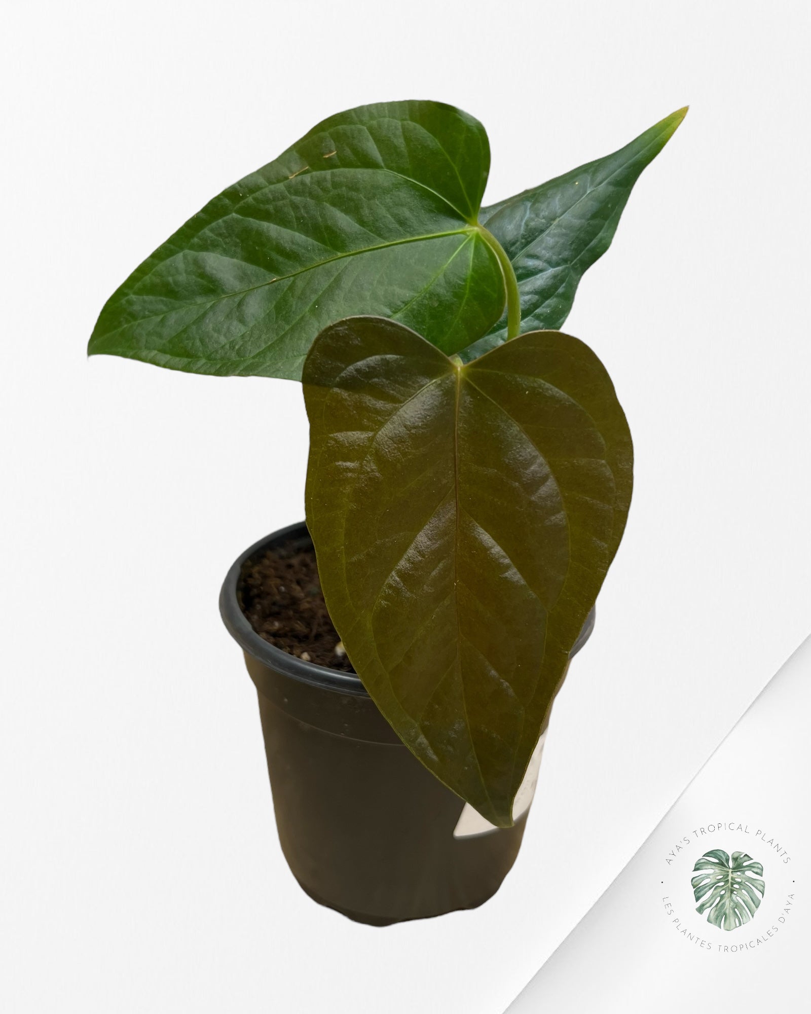 Anthurium Queen Of Hearts - A5