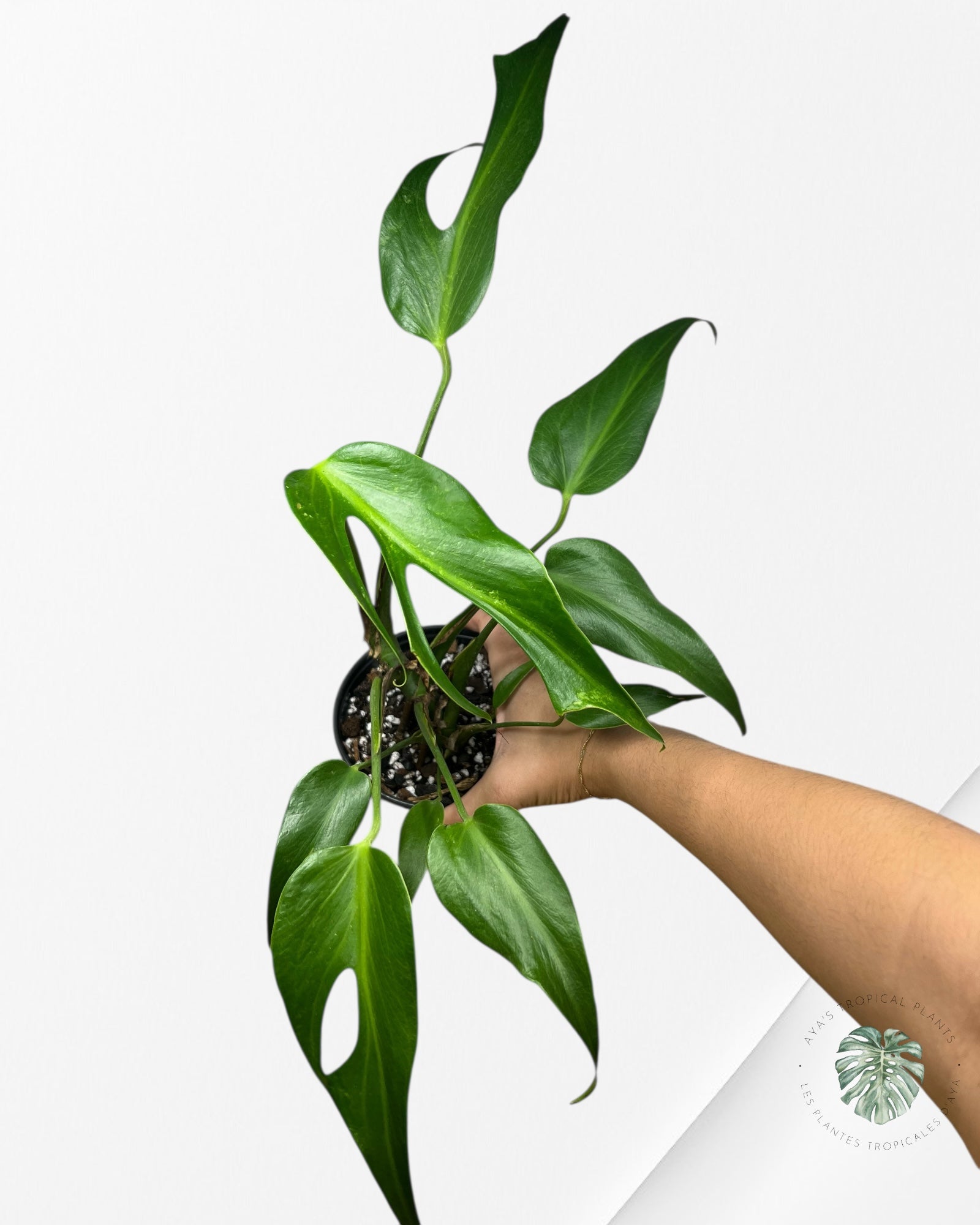 Flamme Monstera Burle Marx - 89