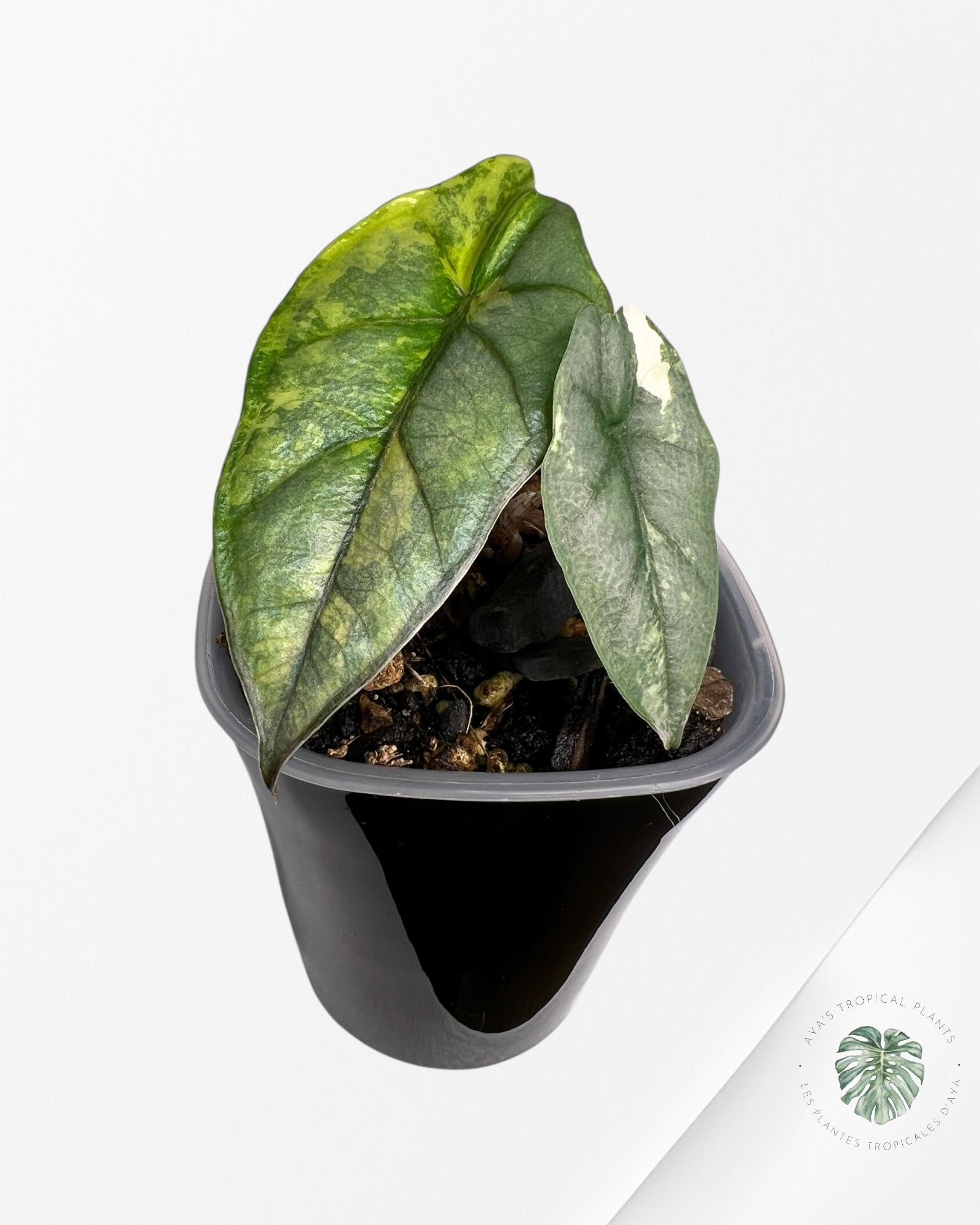 Alocasia Heterophylla Metallic Blue Variegated