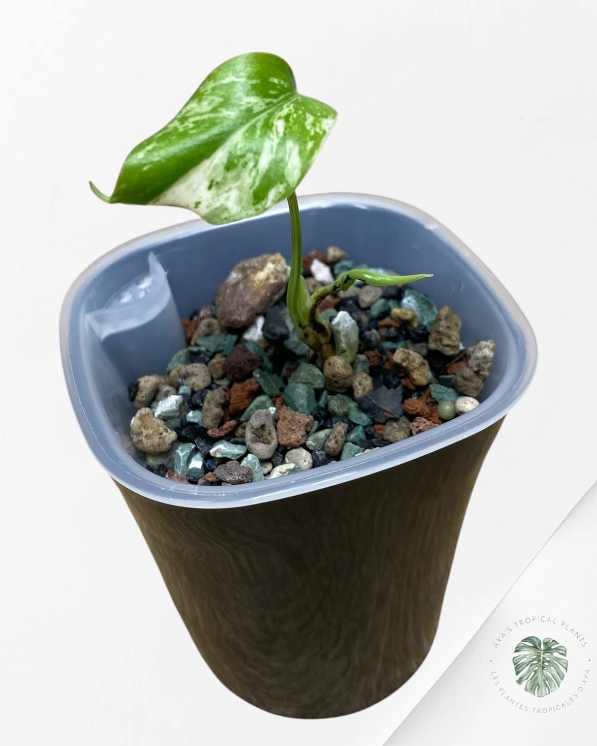 Monstera ‘White Mint’