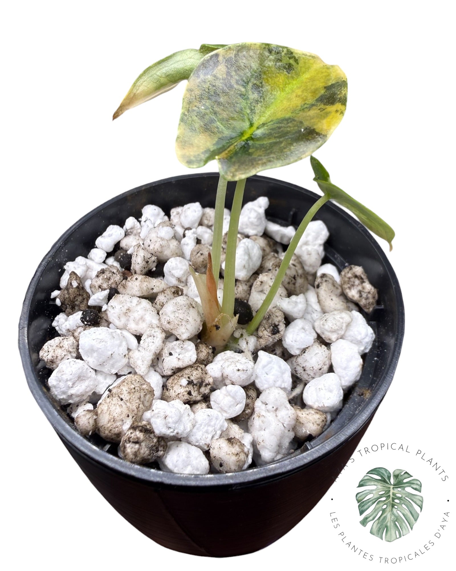 Alocasia Cuprea Golden Latte