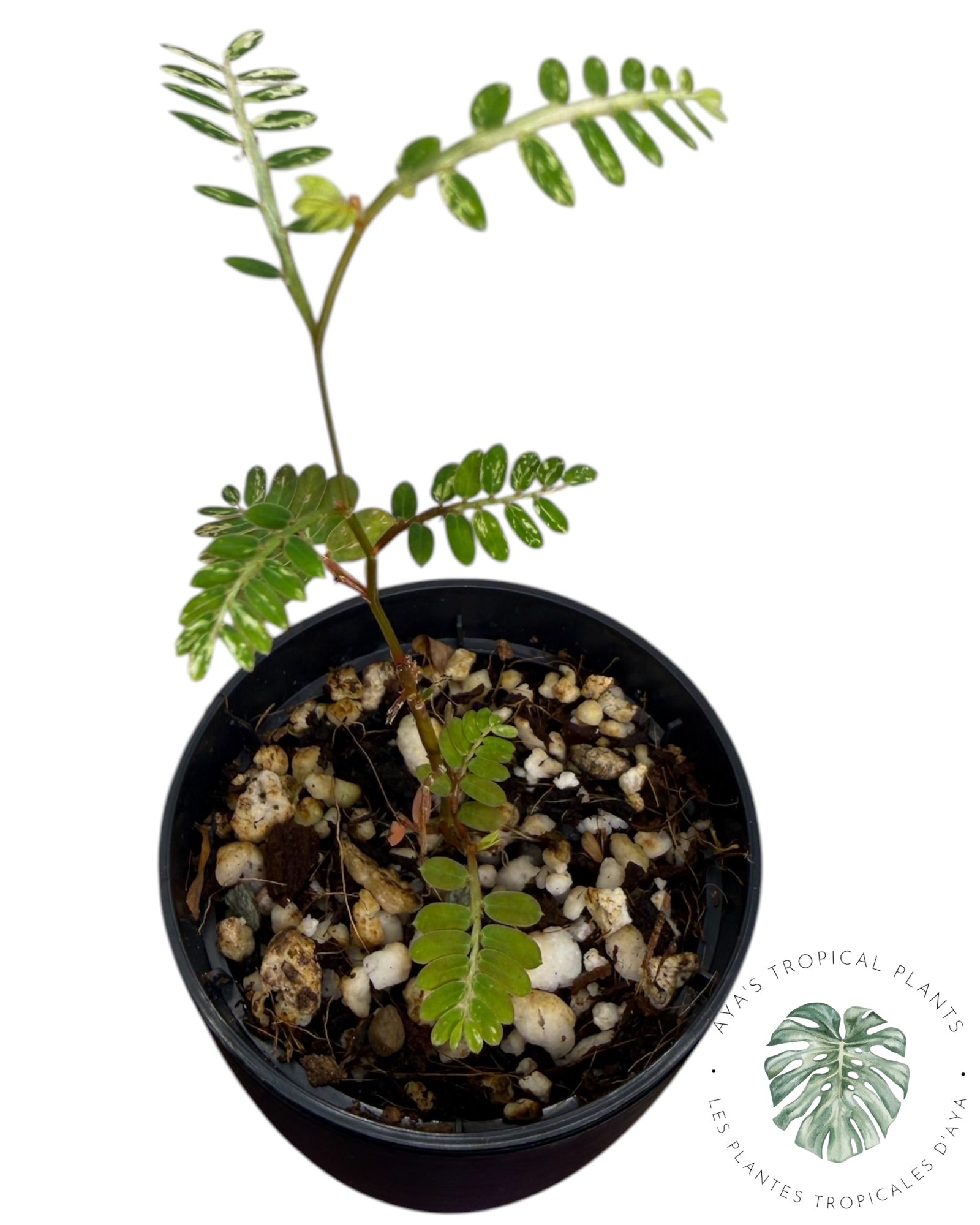 Phyllanthus urinaria 'Pink Variegated