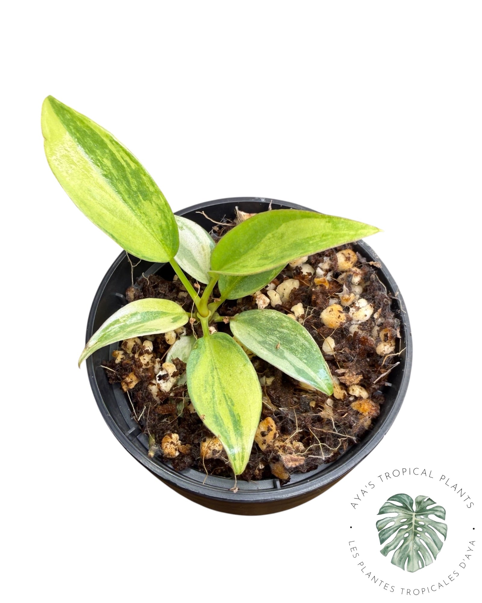 Philodendron Atabapoense Pink Variegated