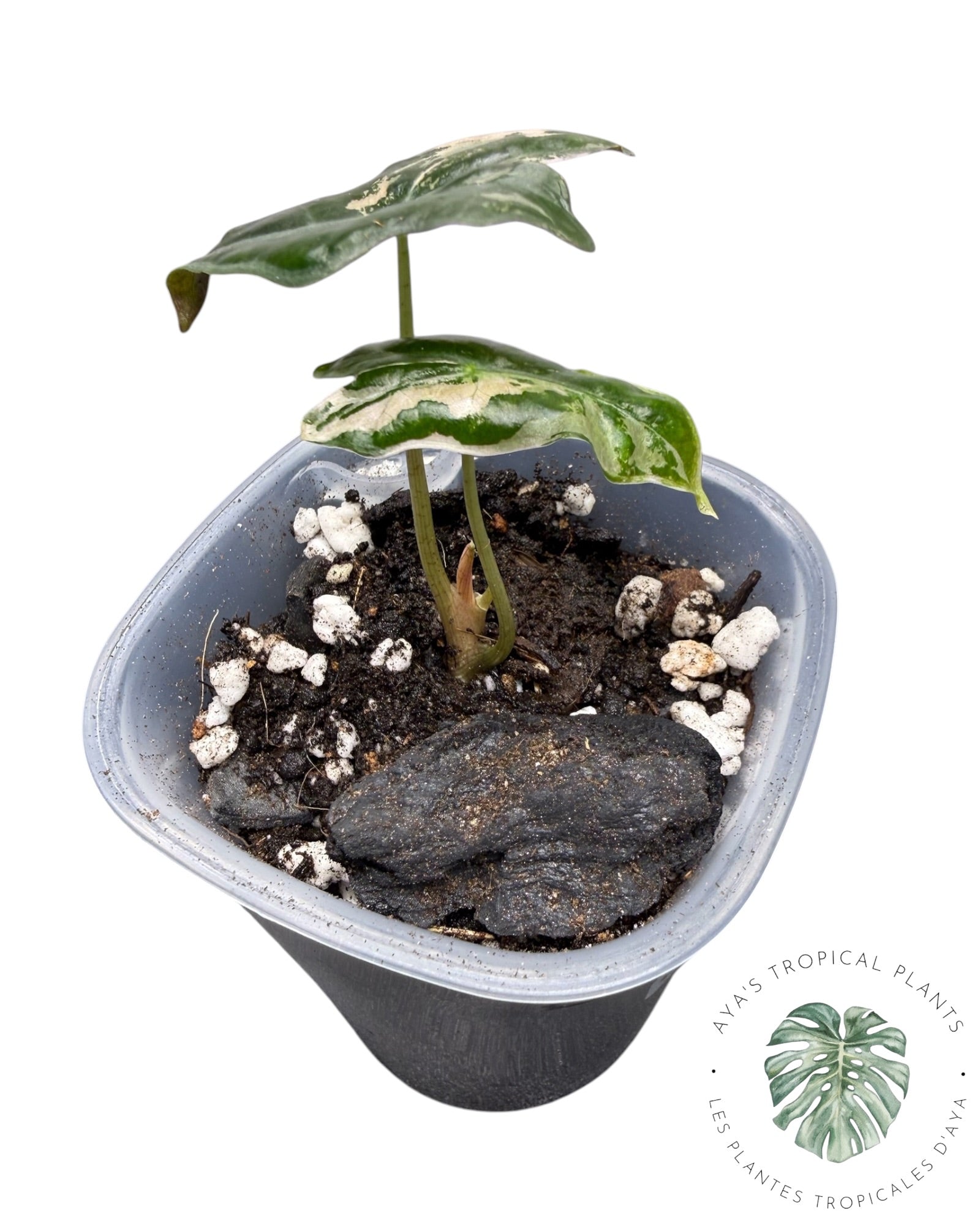 Alocasia Nobilis Pink Variegated