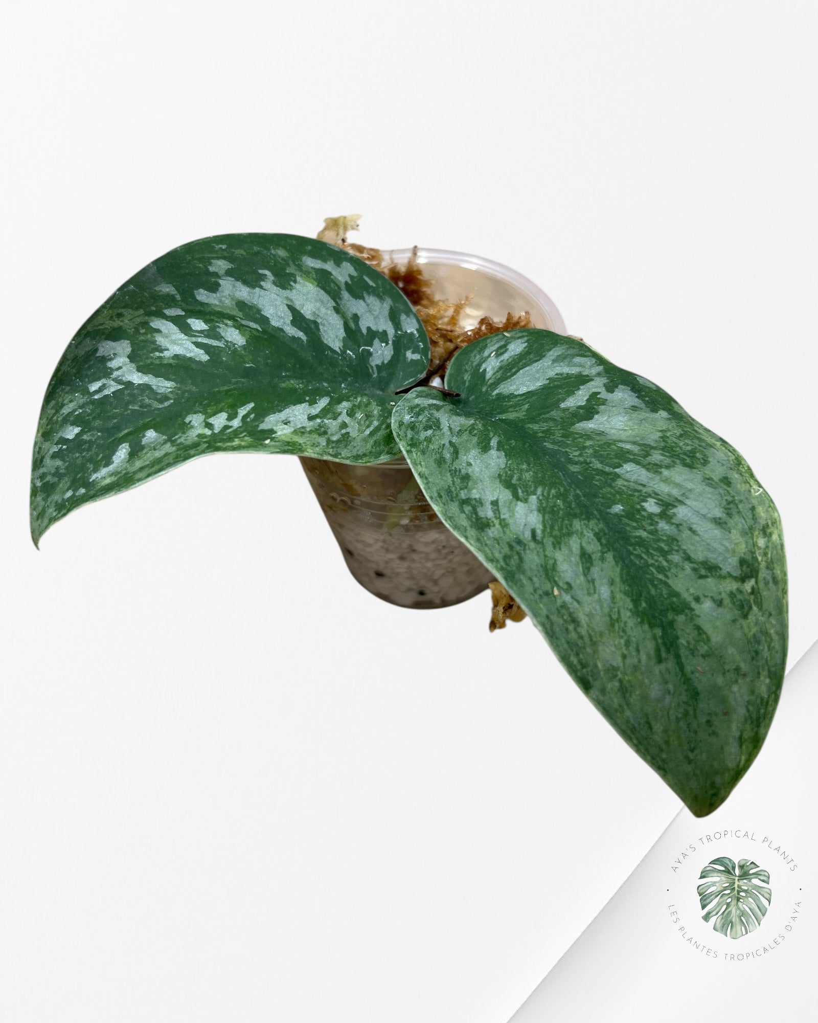 Scindapsus Exotica Mejile - SP1