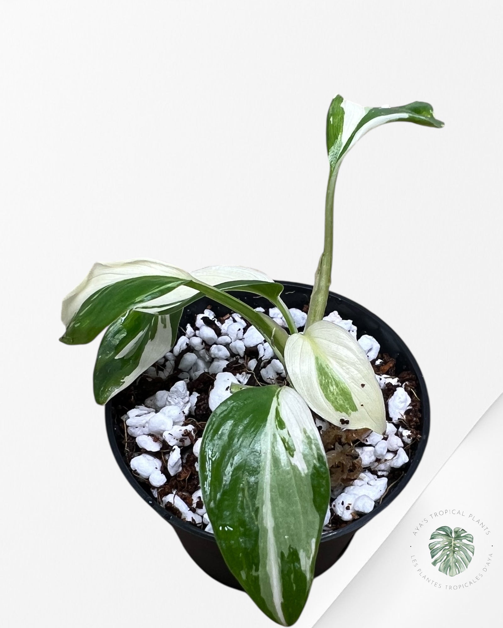 Homalomena rubescens "Albo" variegated - 01