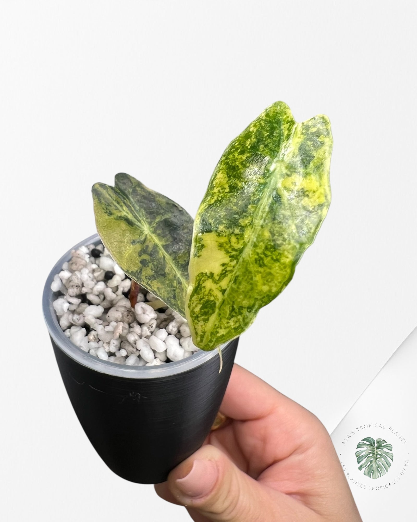 Alocasia Sanderiana ‘Bull’ Aurea Variegated