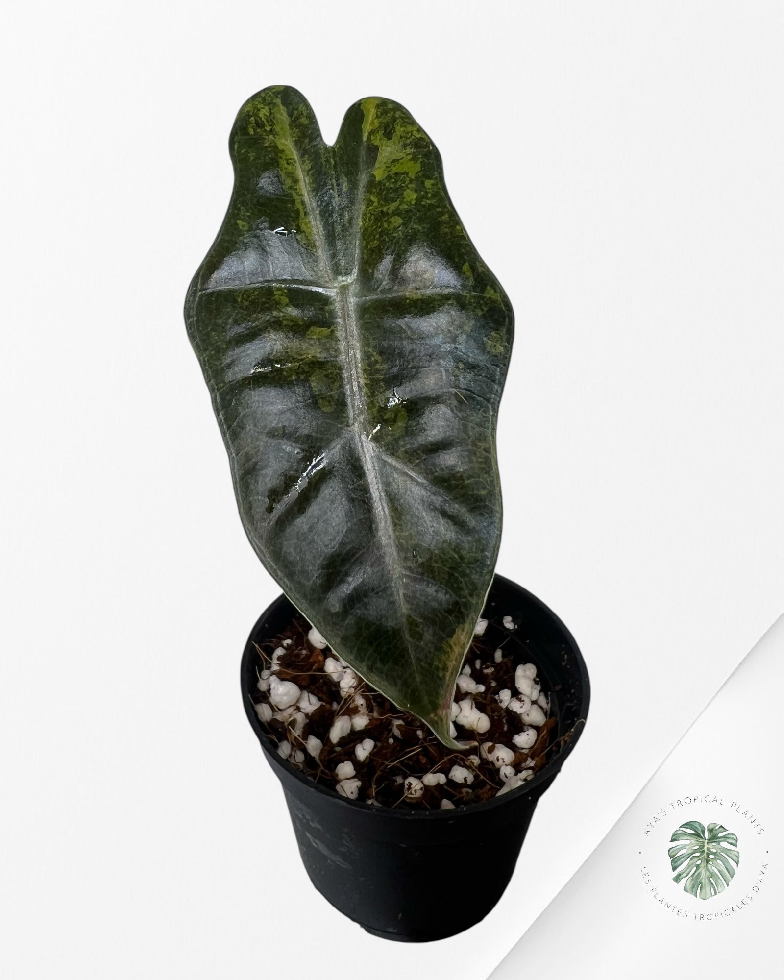Alocasia Pseudo Sanderiana Variegated (Aurea) - 1