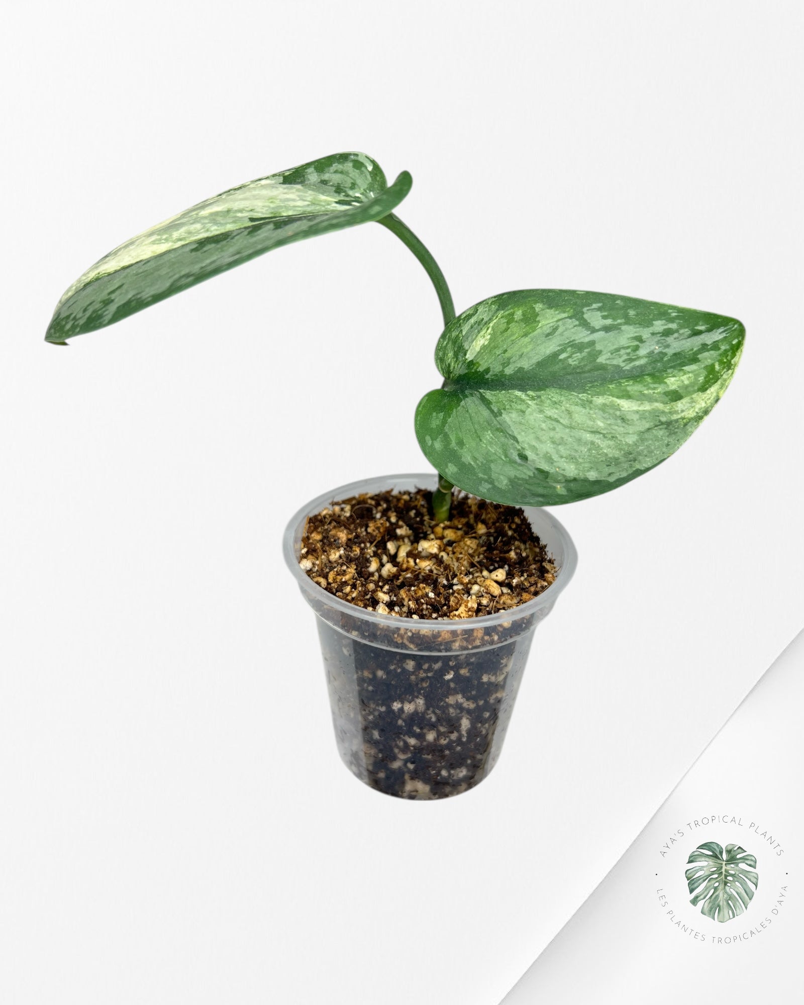 Scindapsus Exotica Tricolor - SET8