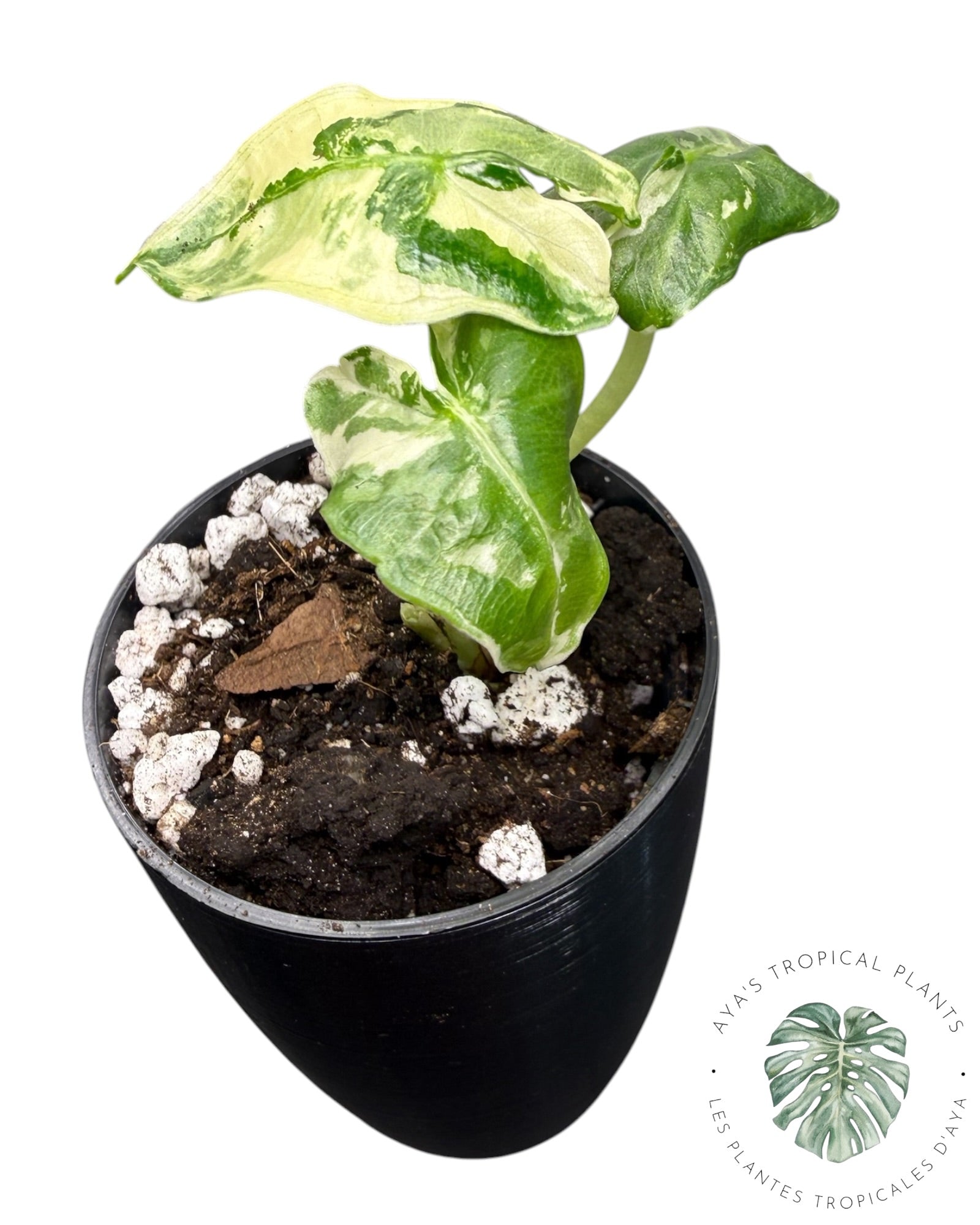 Alocasia Sarian Albo