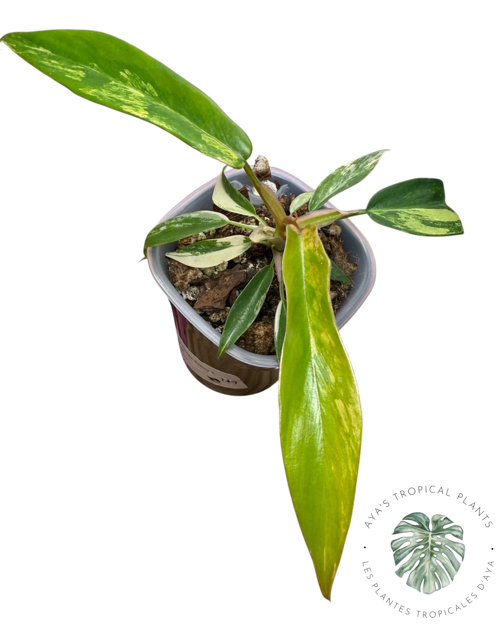 Philodendron Florida Beauty x Tortum