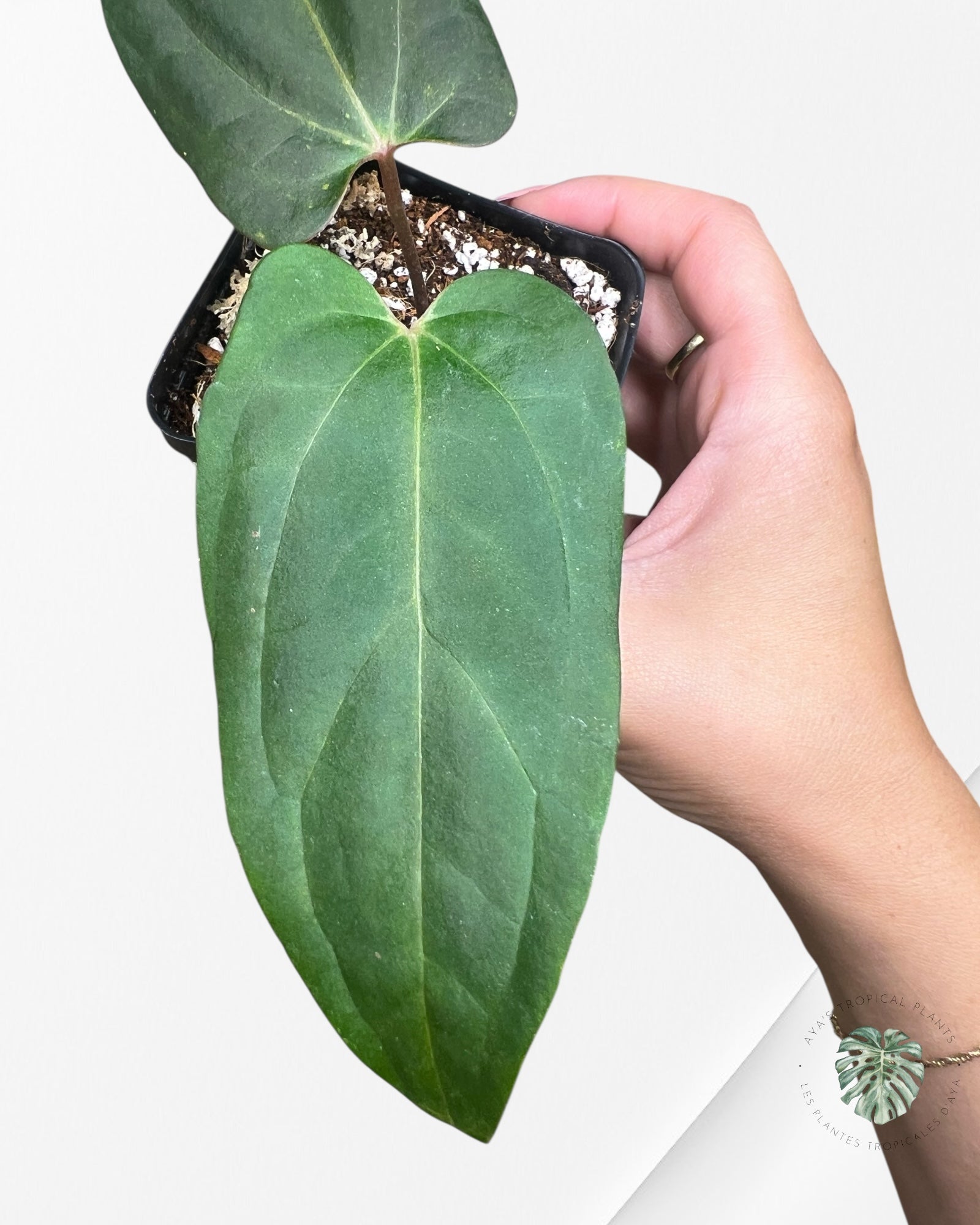 Anthurium Papillilaminum - AP2