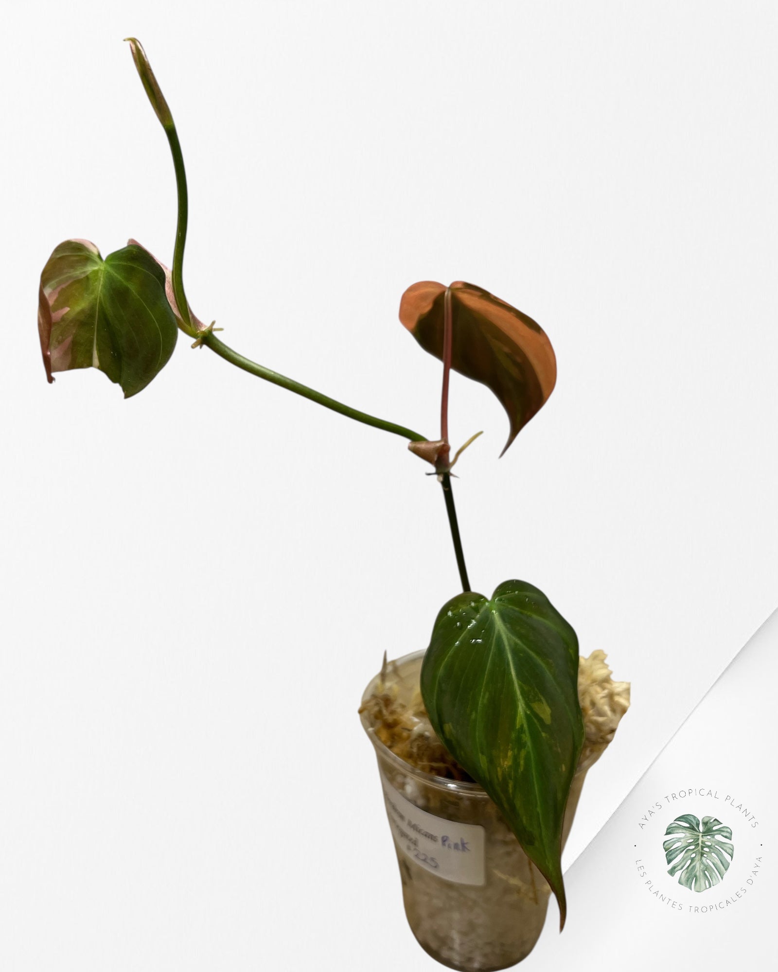 Philodendron Rose Micans panaché - F3