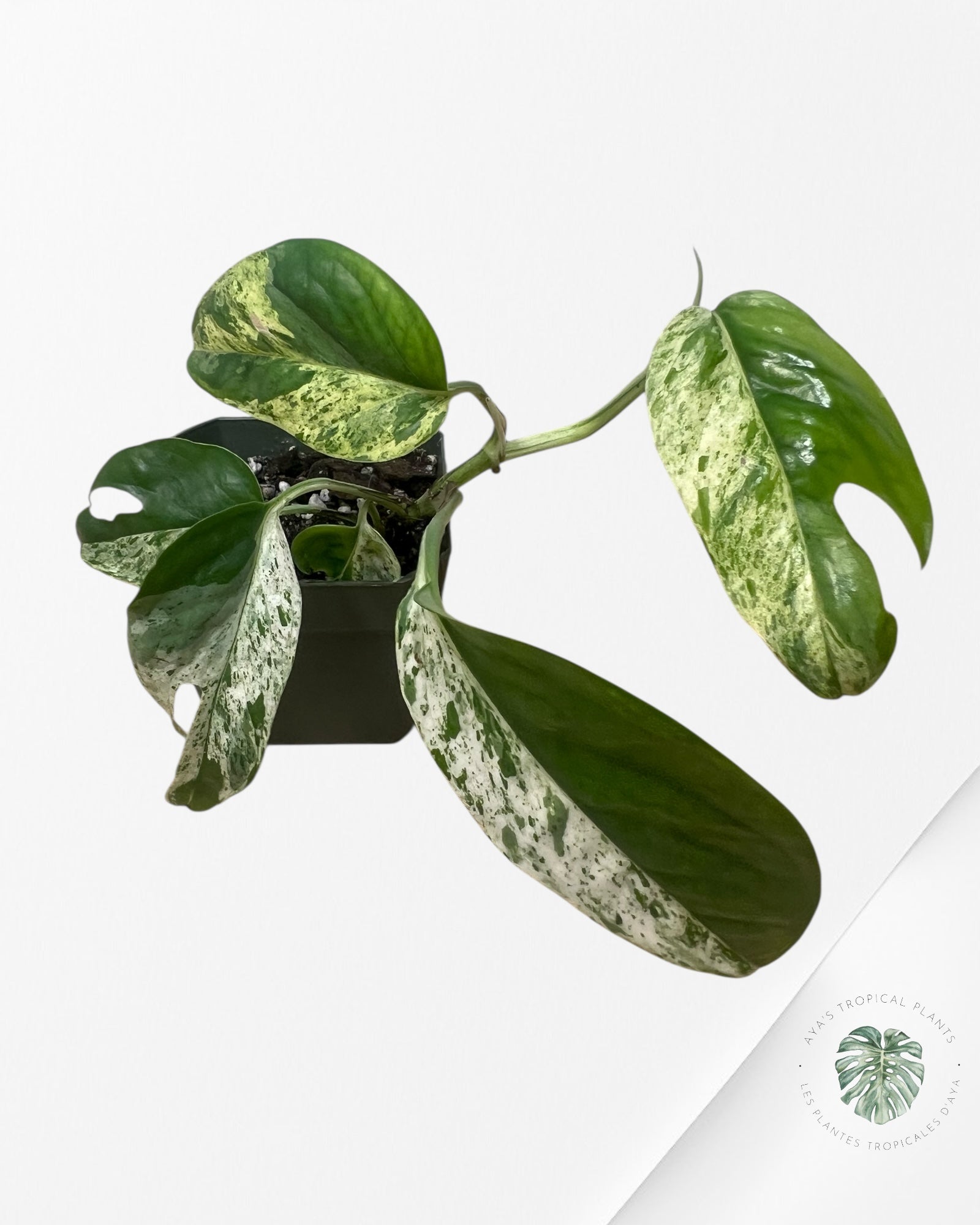 Marbre Epipremnum Pinnatum - E13