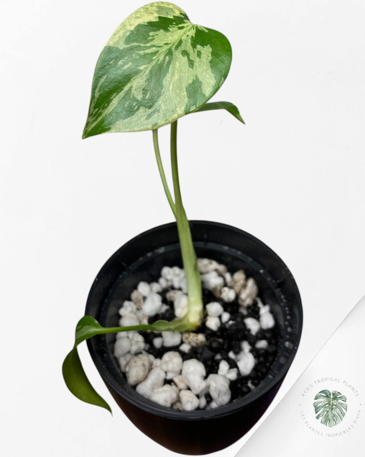 Monstera Deliciosa Bulbasaur