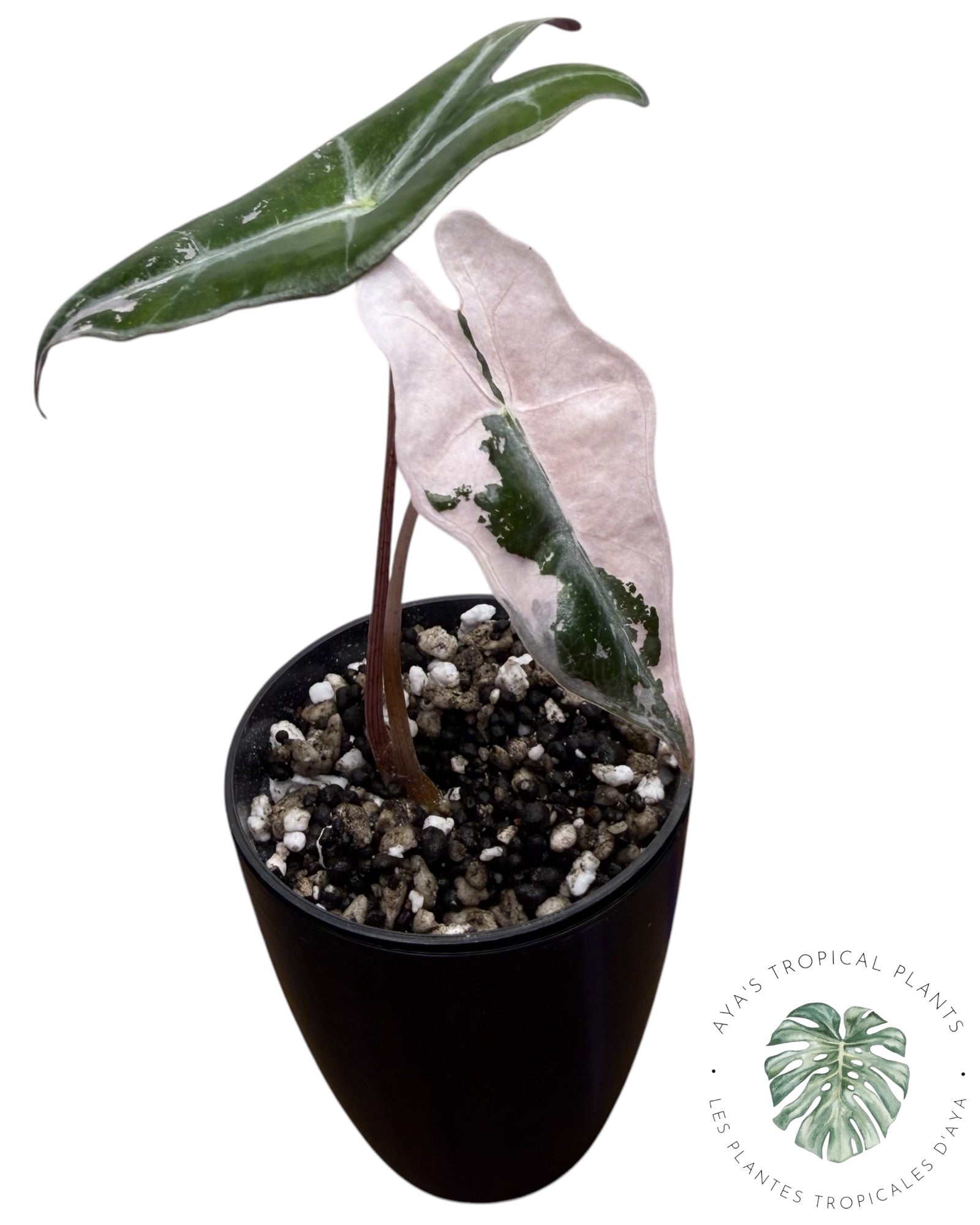 Alocasia Nobilis rose panaché