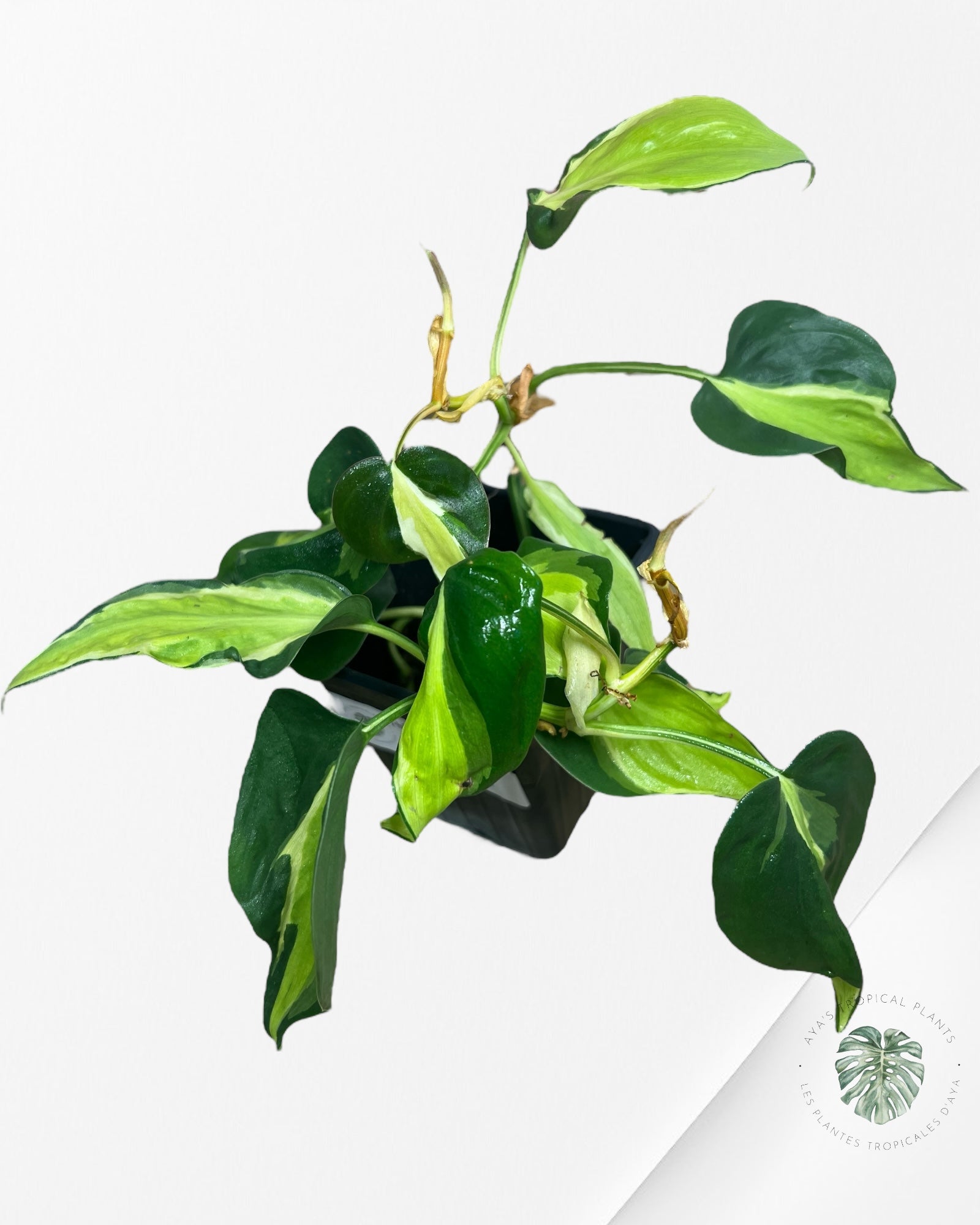 Philodendron hederaceum 'Cream Splash' - F5